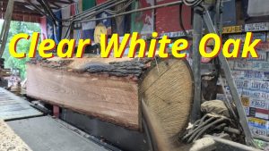 Beautiful White Oak 895 - YouTube original thumbnail