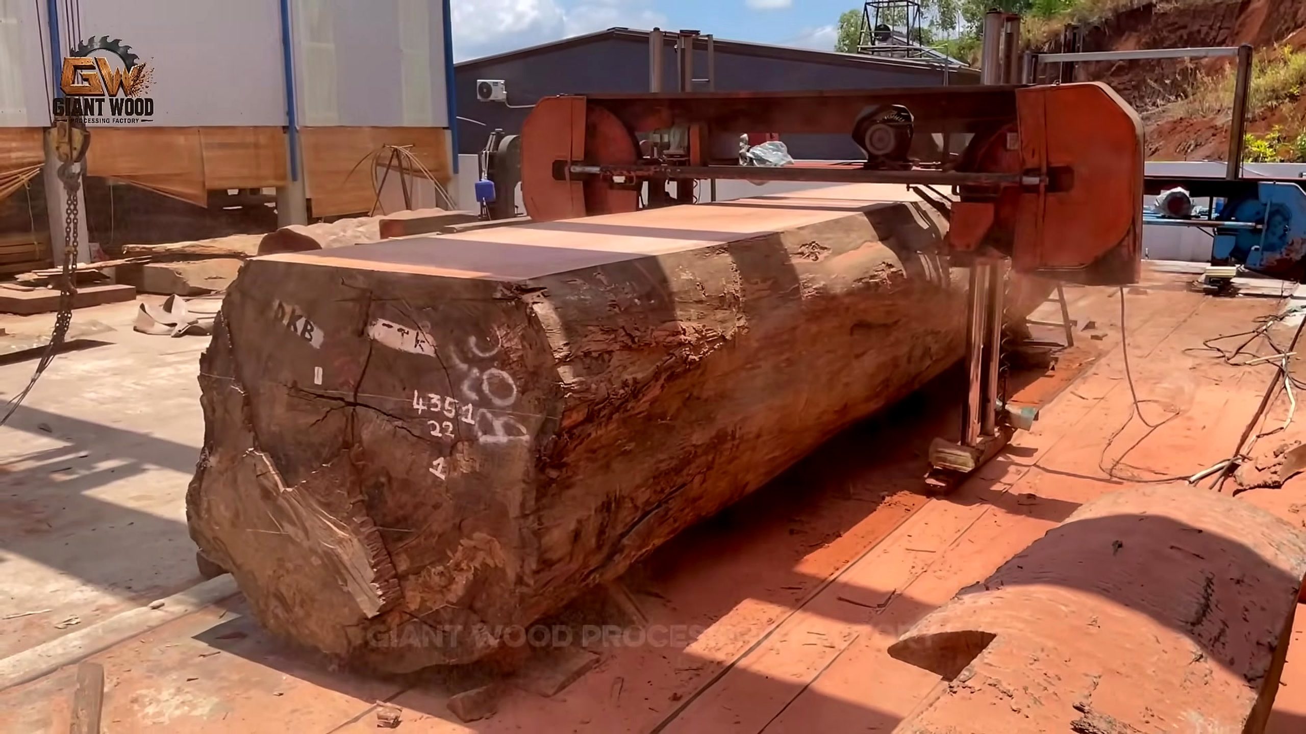 precious giant timber factory cutting process - a paused inspection moment for reading color, defect, figure, and stress clues