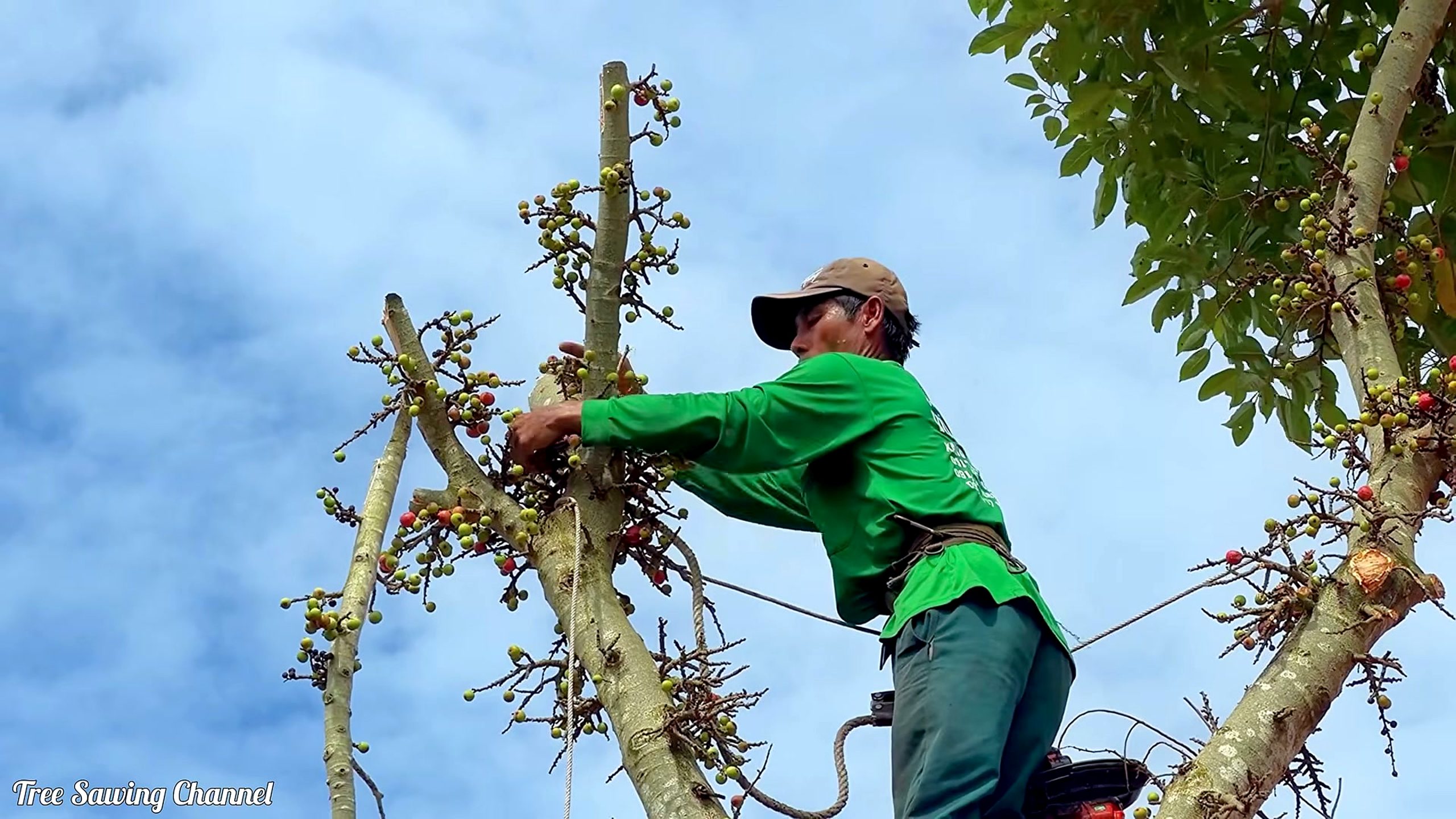 raging homeowner destroys neighbor heavy bearing tree - a detail-check moment that helps readers inspect the process