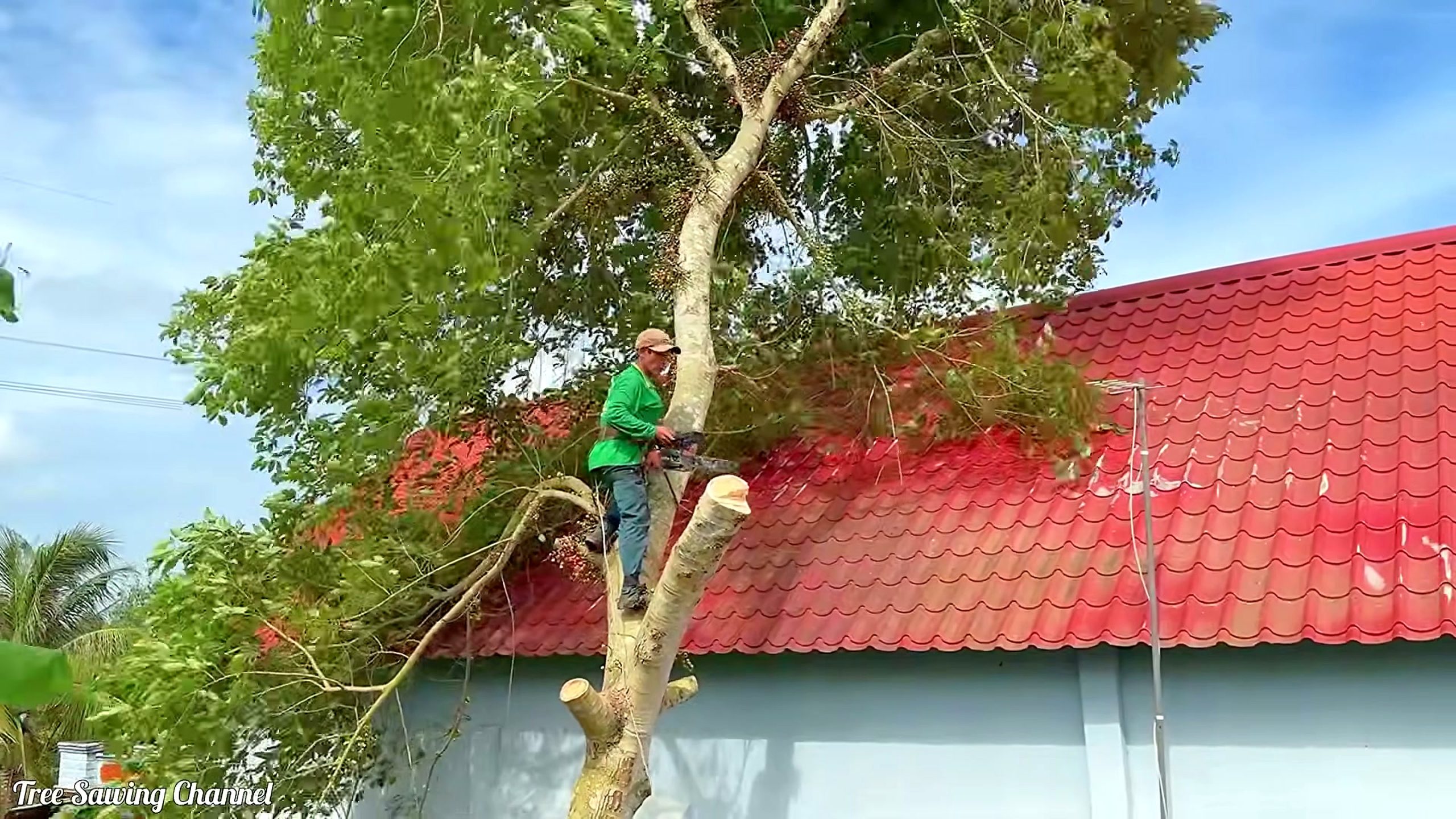 raging homeowner destroys neighbor heavy bearing tree - the main work stage that carries the video's practical lesson