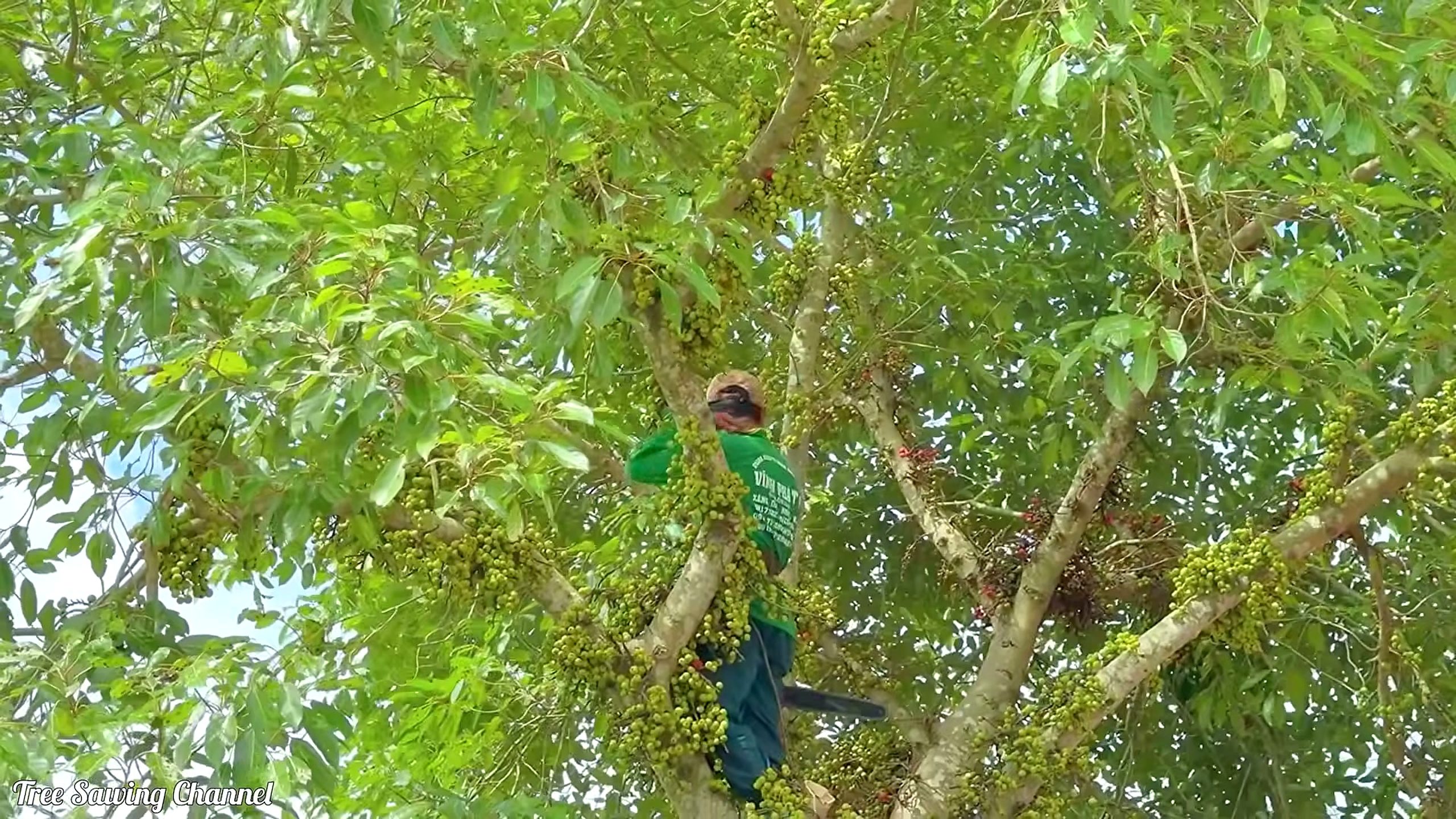 raging homeowner destroys neighbor heavy bearing tree - the setup or early workflow visible in the source video