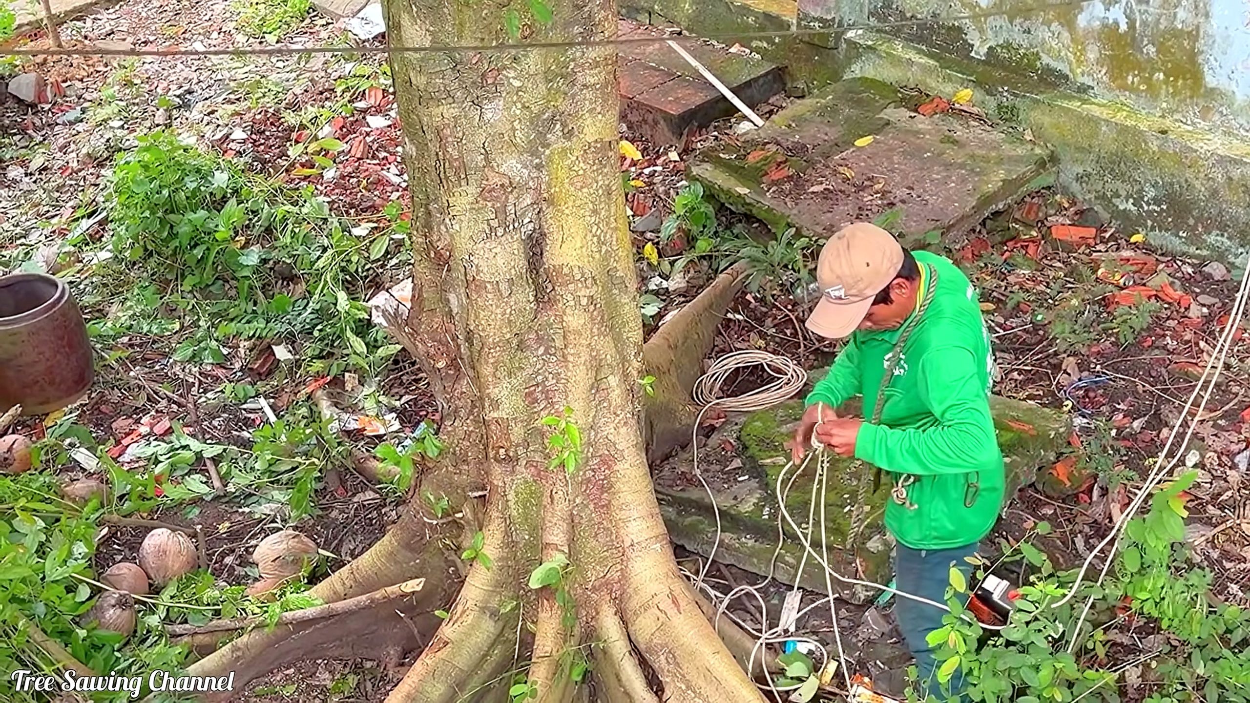 raging homeowner destroys neighbor heavy bearing tree - the source video context before the main process is judged