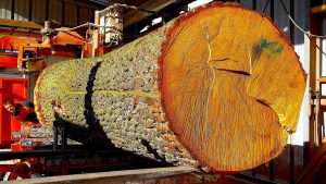 Milling A 1 5 Ton Giant Oak This Wood Is So Hard It Destroyed 2 Bandsaw Blades 2 - YouTube original thumbnail