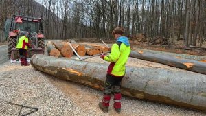 Getting Such Trees To The Log Yard Is Hard Work - YouTube original thumbnail