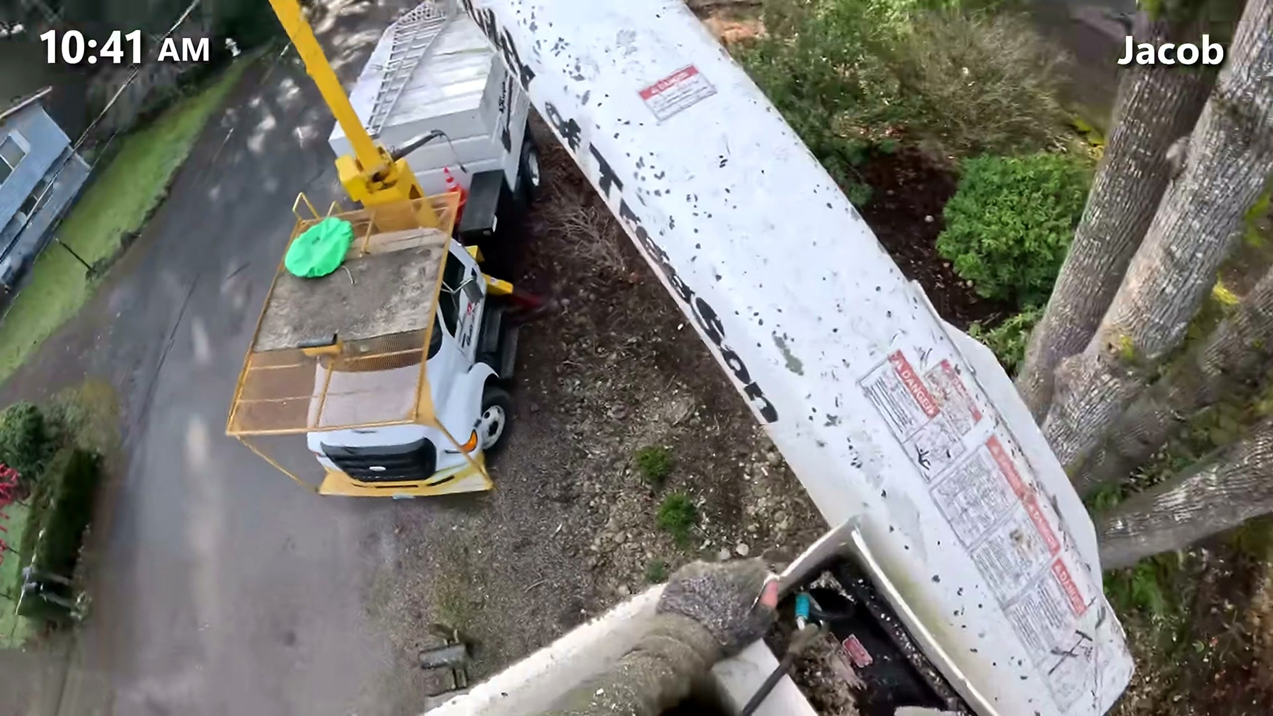 tree was condemned city giant rotten - overhead view of a controlled branch section above the bucket truck