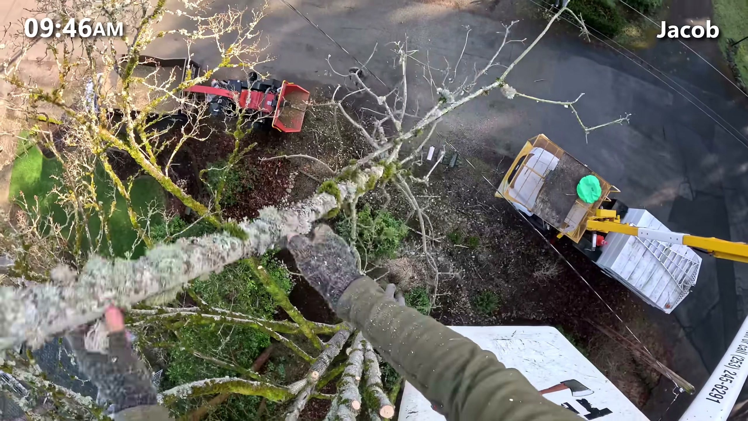 tree was condemned city giant rotten - chainsaw cutting elevated crown limbs in a staged removal sequence