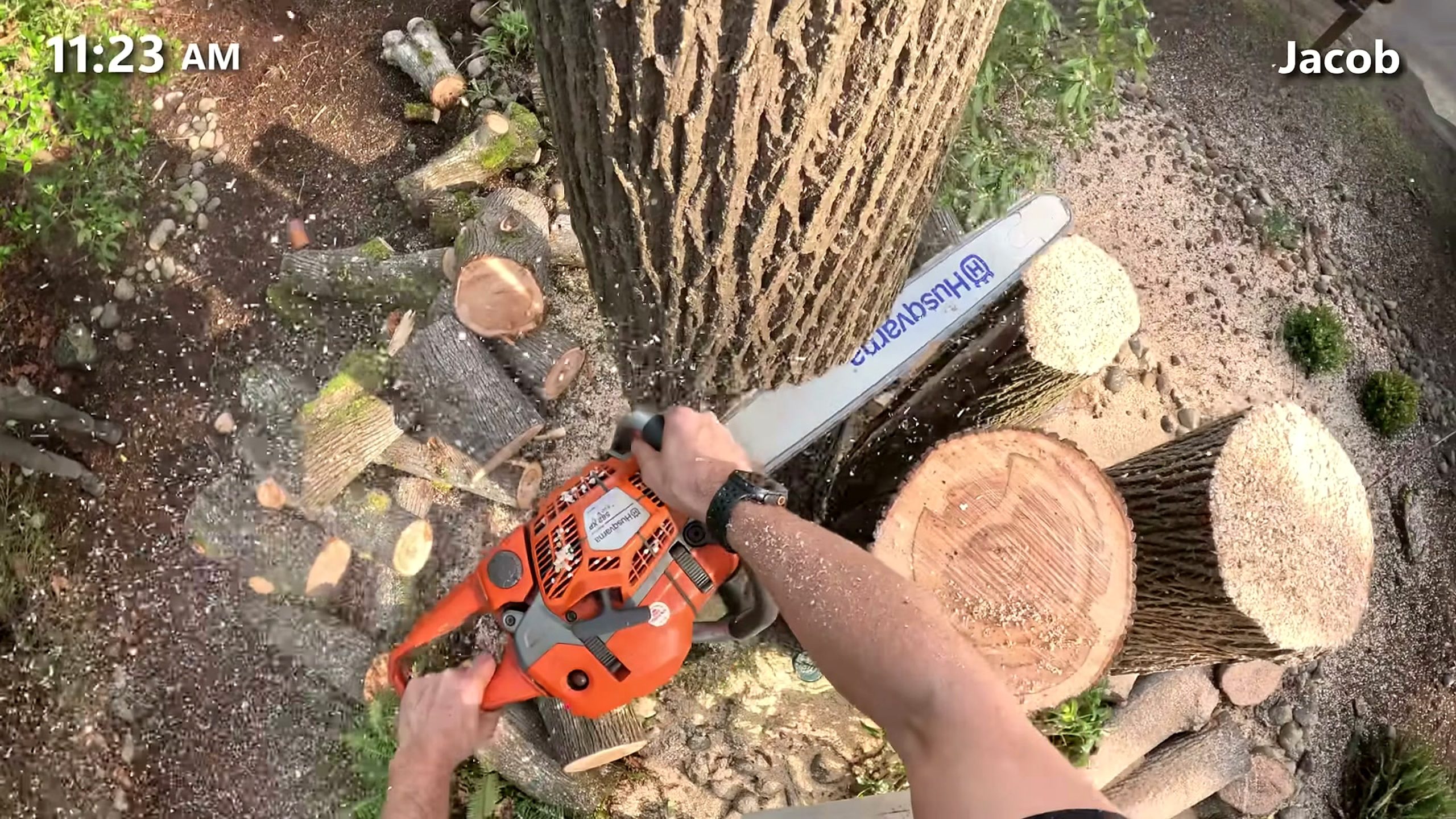tree was condemned city giant rotten - aerial chainsaw sectioning the reduced trunk into manageable rounds