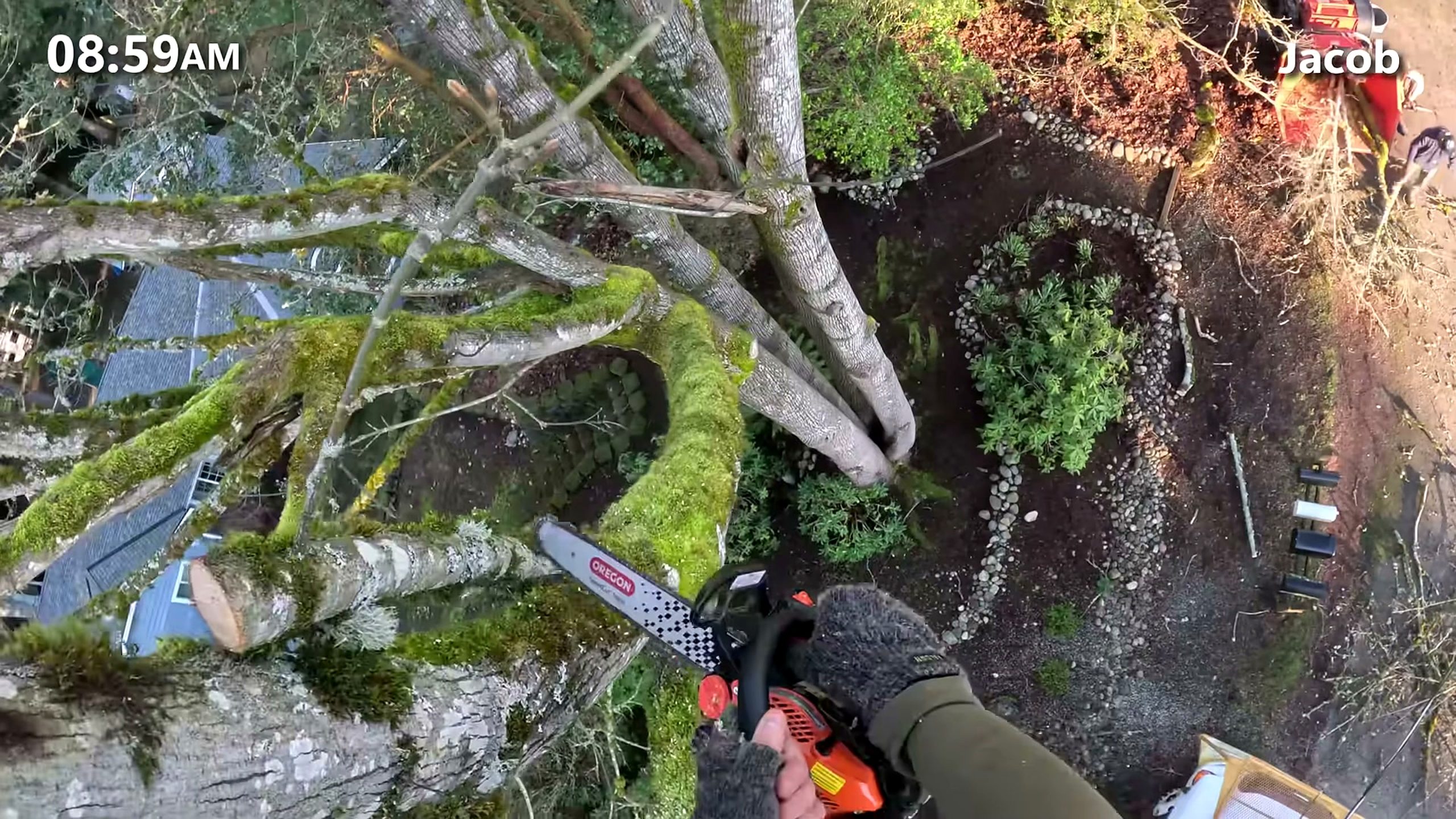 tree was condemned city giant rotten - first-person aerial view through a moss-covered crown during removal setup