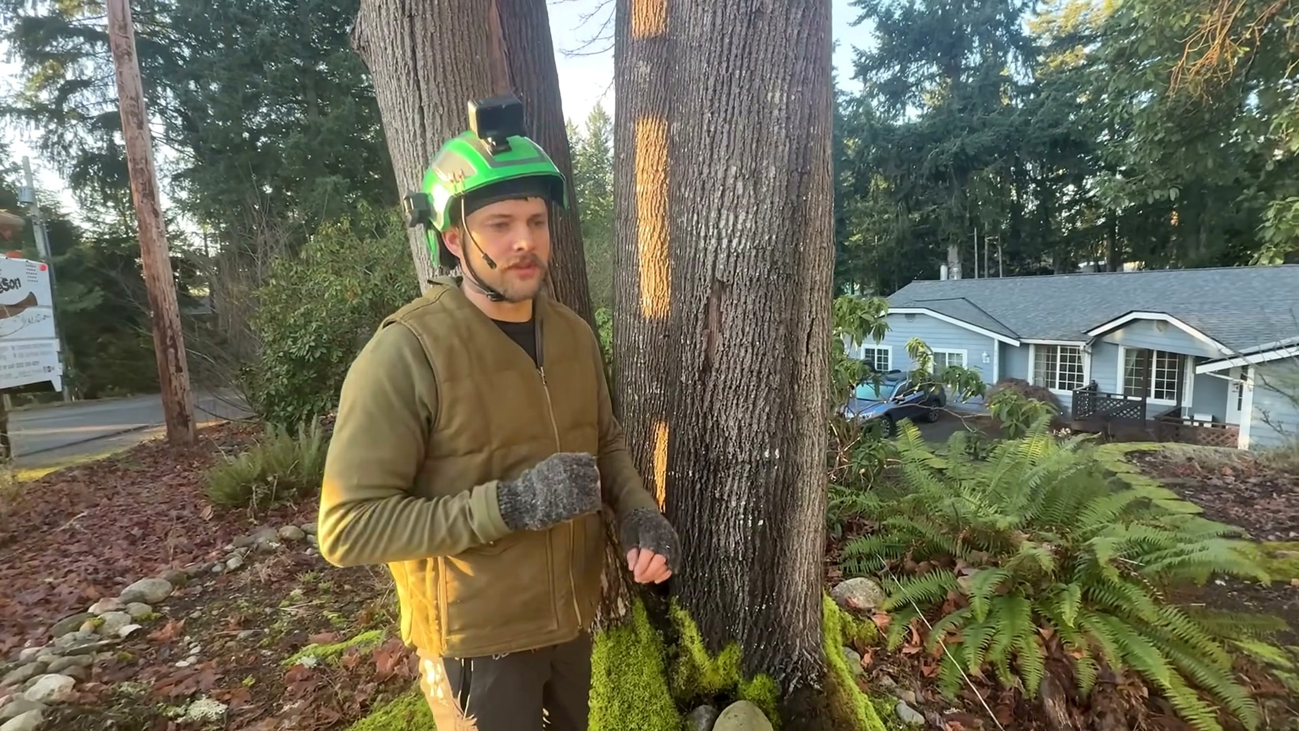 tree was condemned city giant rotten - arborist standing beside the mature residential trunk before aerial removal