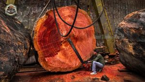 Massive Trunk Grain Pattern Hidden Incre Ble Abrieron Este Tronco Gigante Y Descubrieron U - YouTube original thumbnail