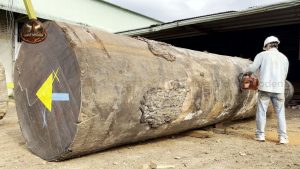 Cutting Giant 1000 Year Old Log - YouTube original thumbnail