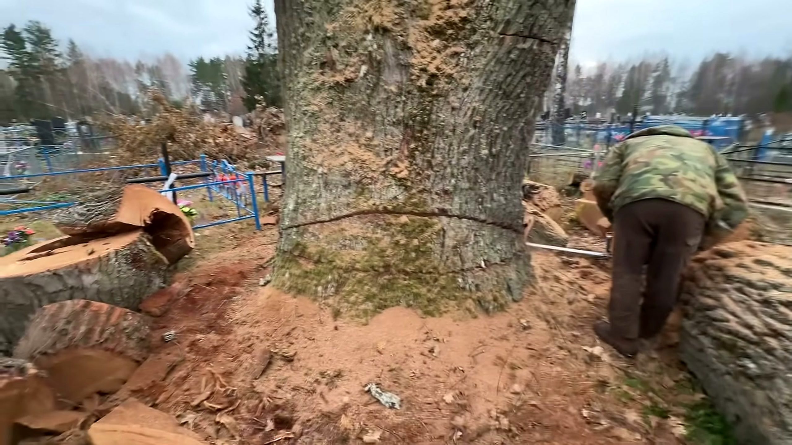 world best arborist shows unique technique - a detail-check moment that helps readers inspect the process