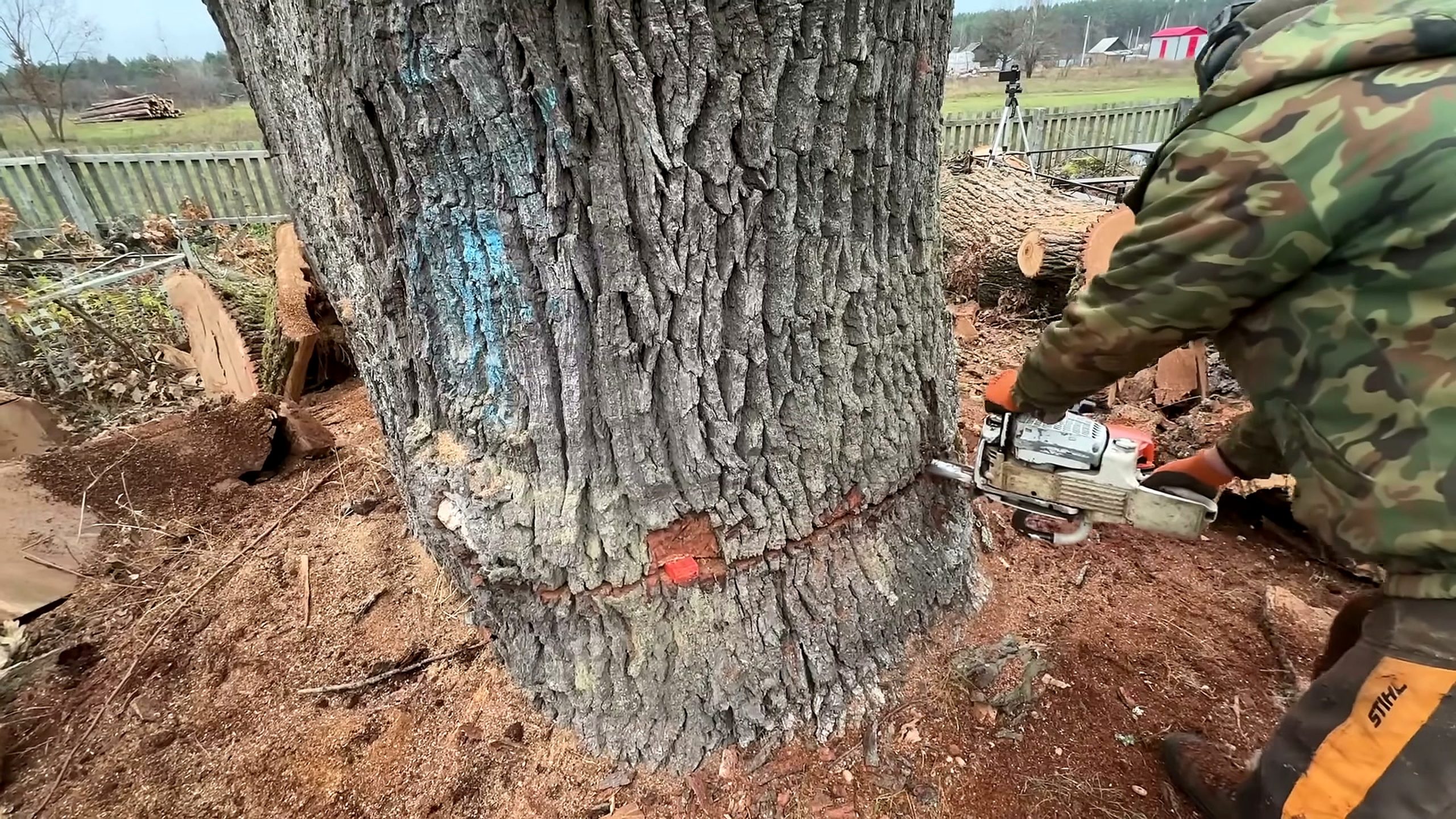 world best arborist shows unique technique - the later review stage where the result can be evaluated