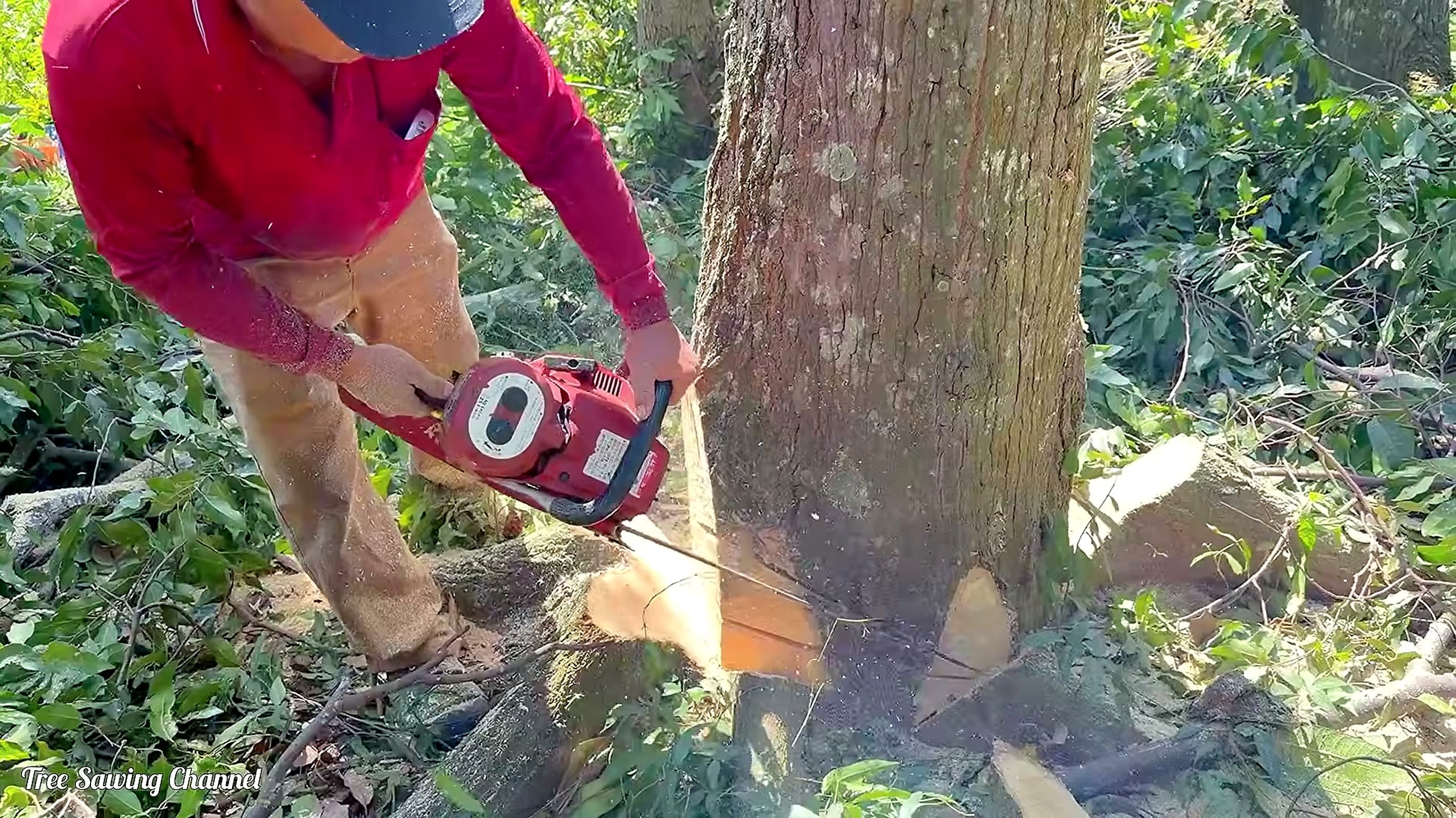 three Sao tree chainsaw felling process - ground-level chainsaw cut and wedge-shaped trunk opening at 1181.41 seconds