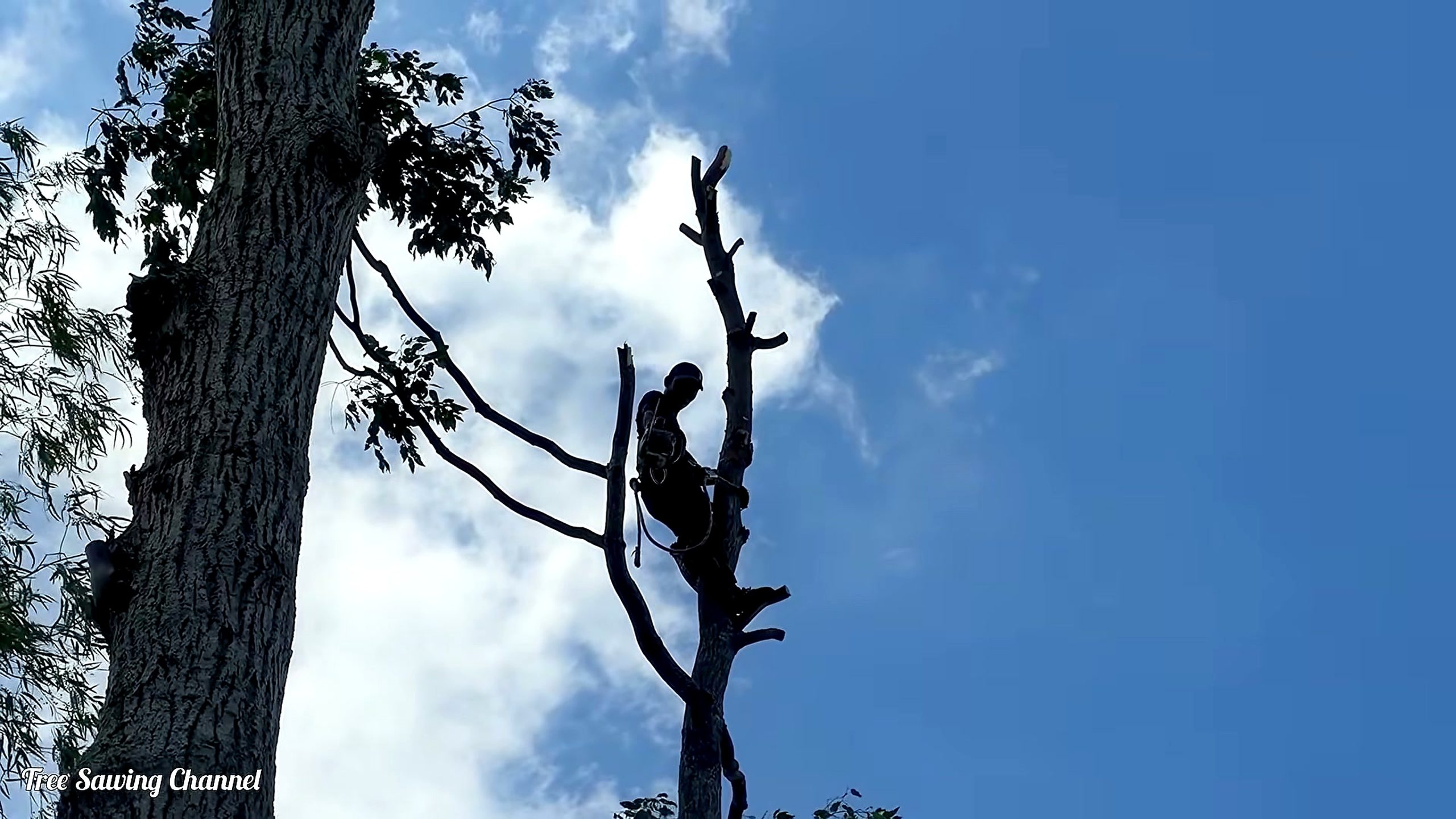 three Sao tree chainsaw felling process - worker high on a sparsely branched standing tree at 762.20 seconds