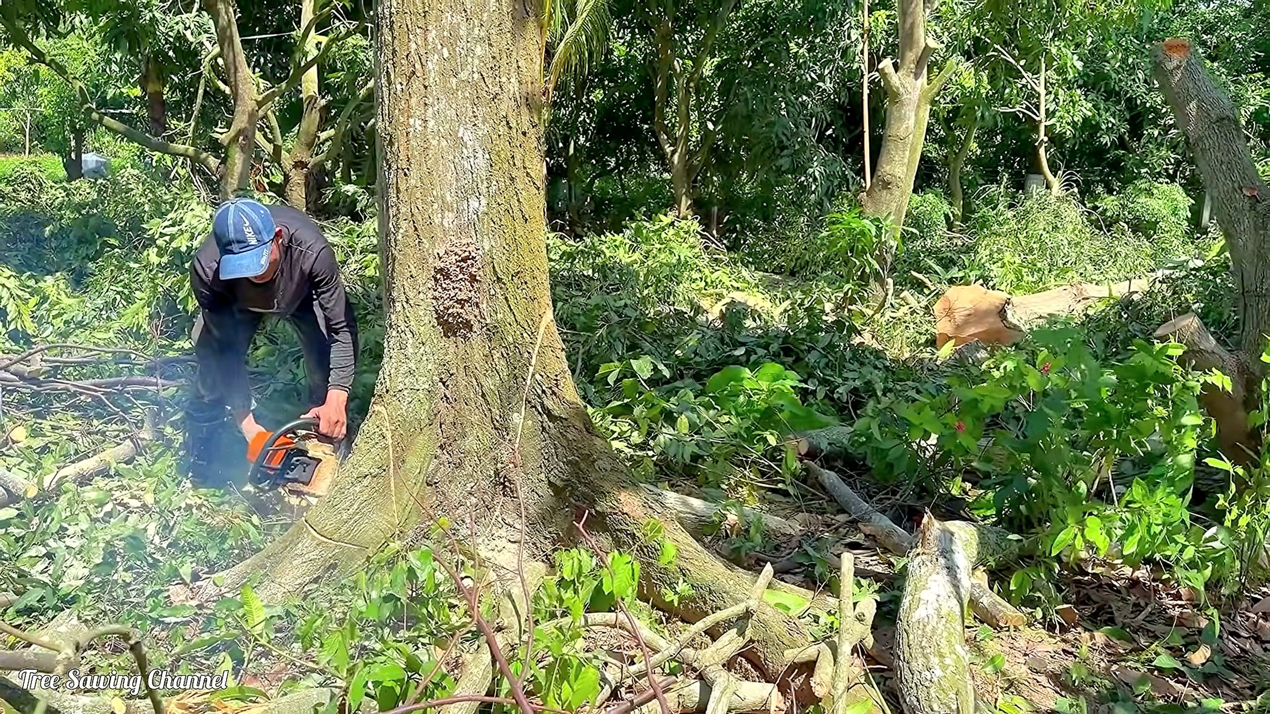 three Sao tree chainsaw felling process - large felled tree across vegetation at 1524.40 seconds