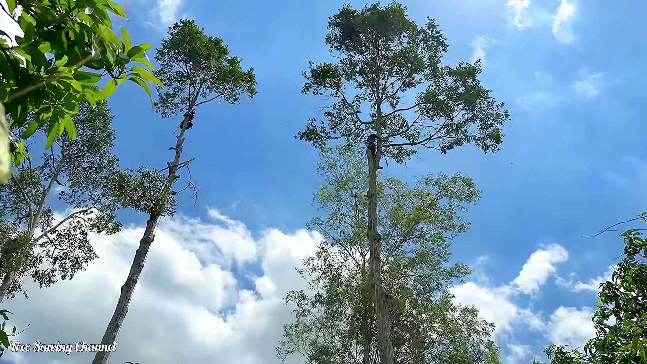 three Sao tree chainsaw felling process - tall standing crown and open-sky access scale at 419.21 seconds