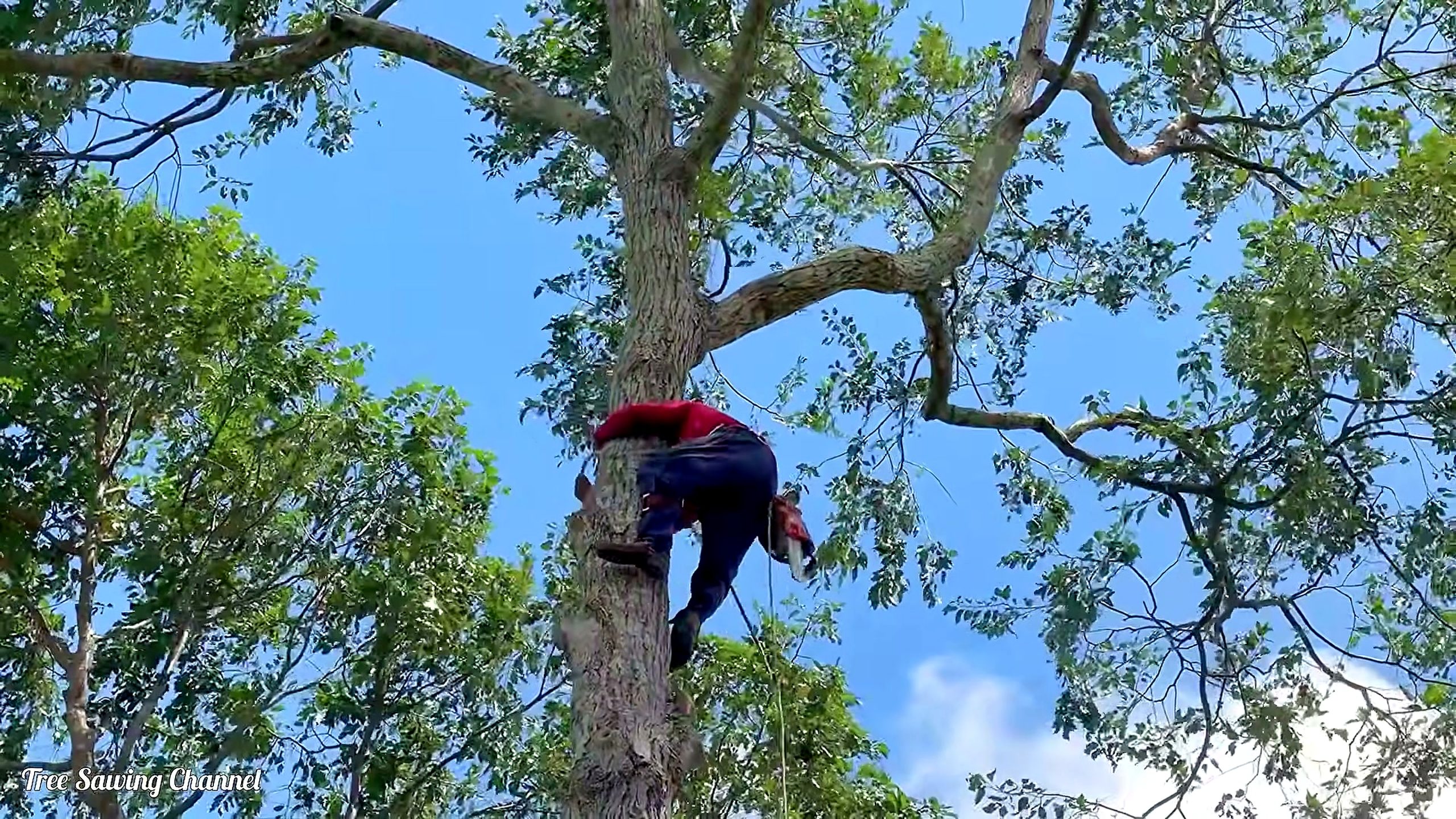 three Sao tree chainsaw felling process - elevated worker positioned against a standing trunk at 152.44 seconds