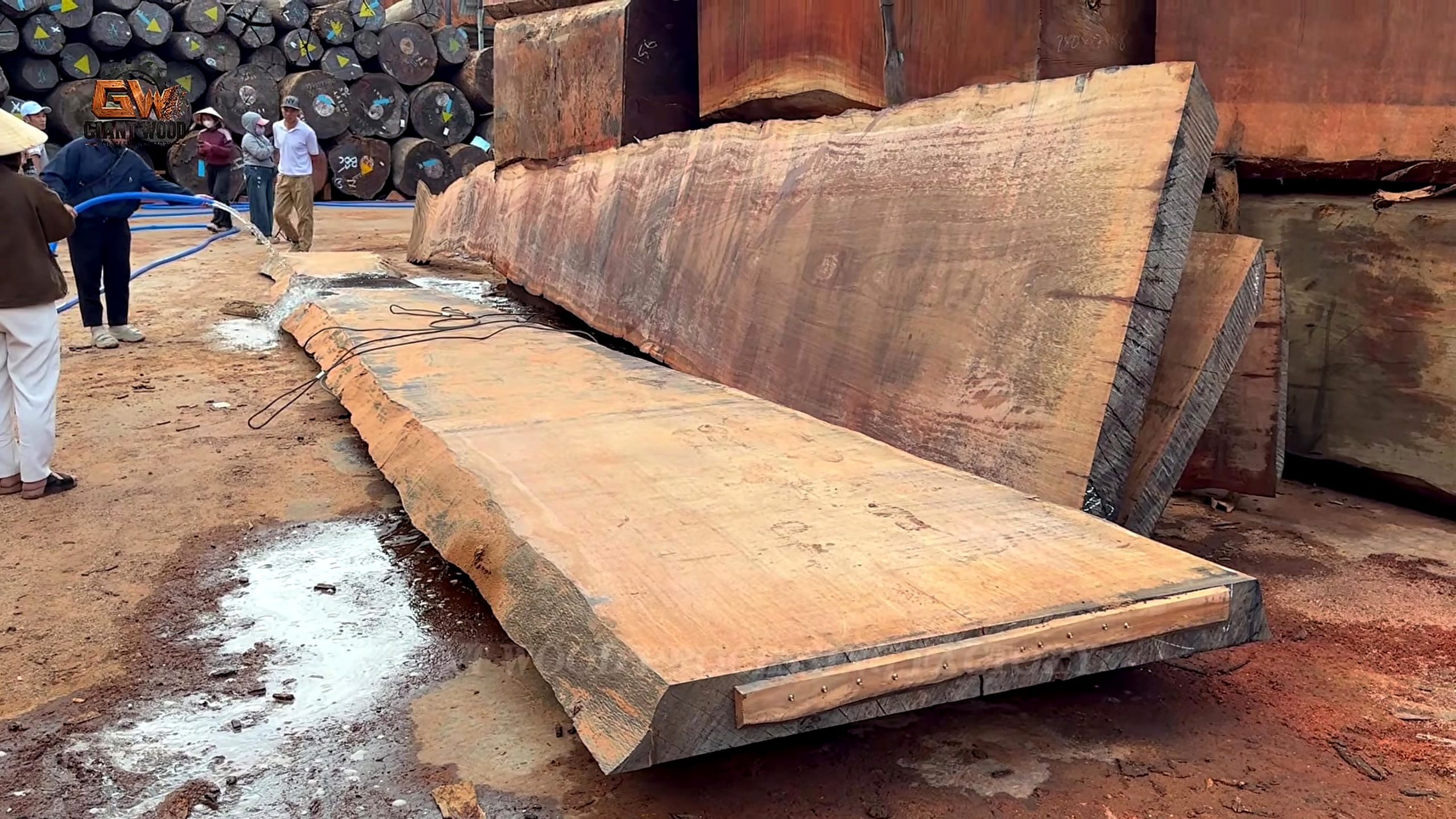 giant fallen tree bandsaw slab recovery - broad live-edge slab released and inspected at 1889.84 seconds