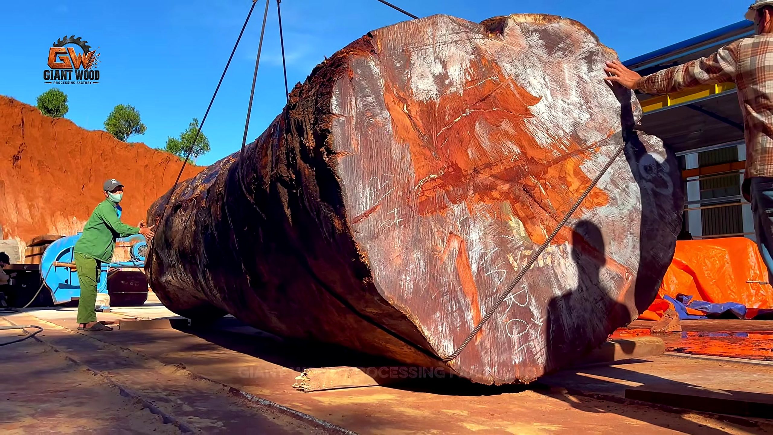 giant log bandsaw milling live edge slabs - the crane-supported log being rotated over outdoor skids