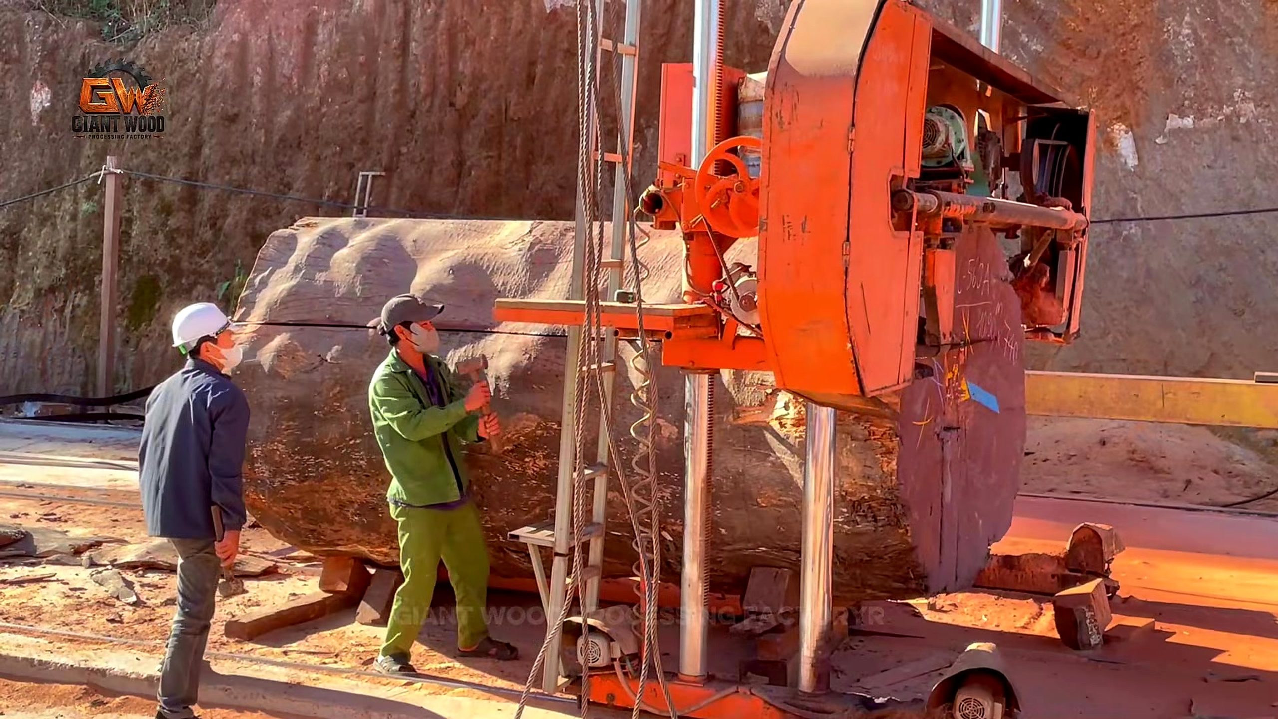 giant log vertical bandsaw sculptural table process - the giant rough log supported at the orange vertical bandsaw during the opening cut