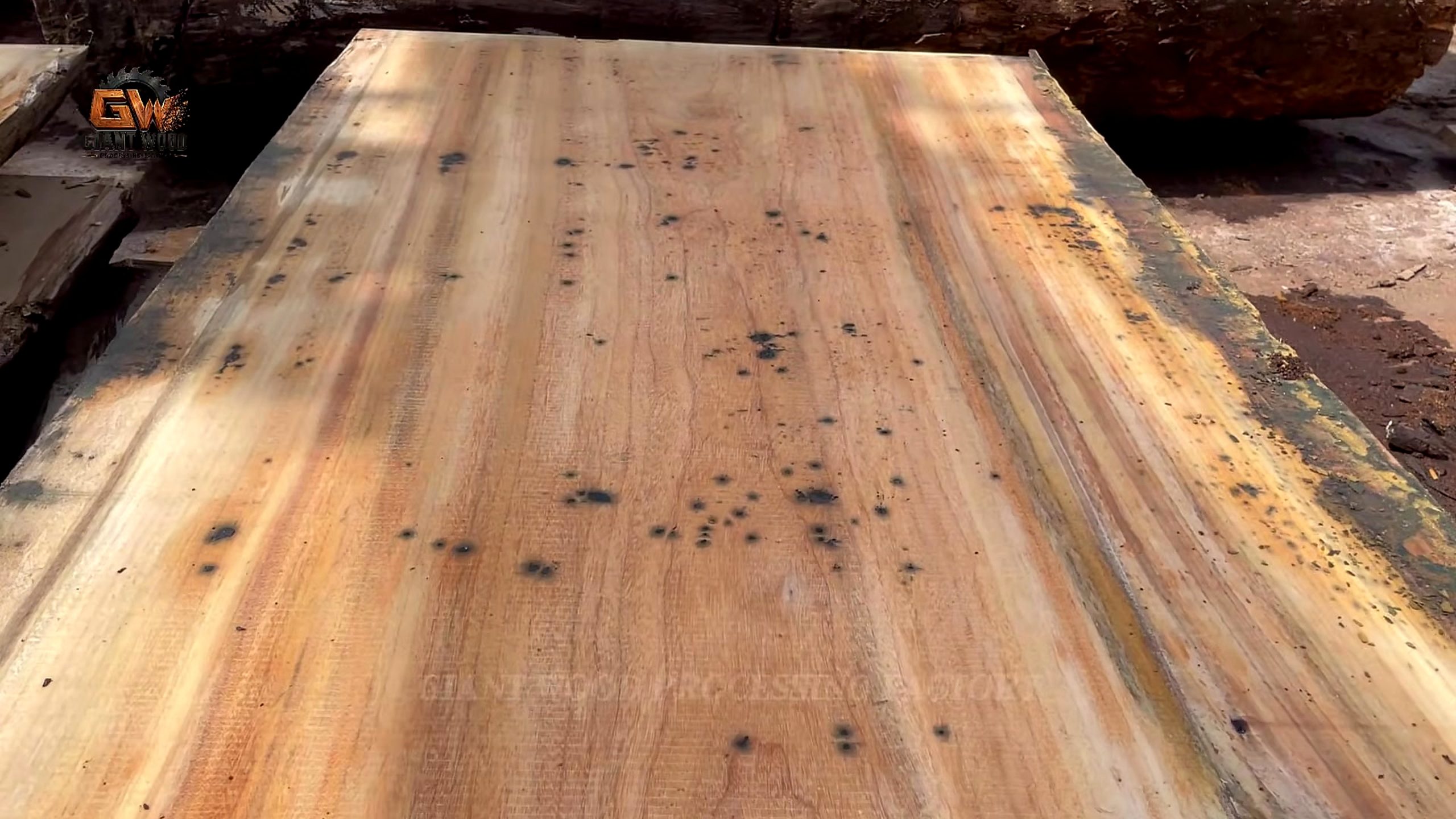 inside million wood factory giant log - wide slab face exposed for grain and defect inspection