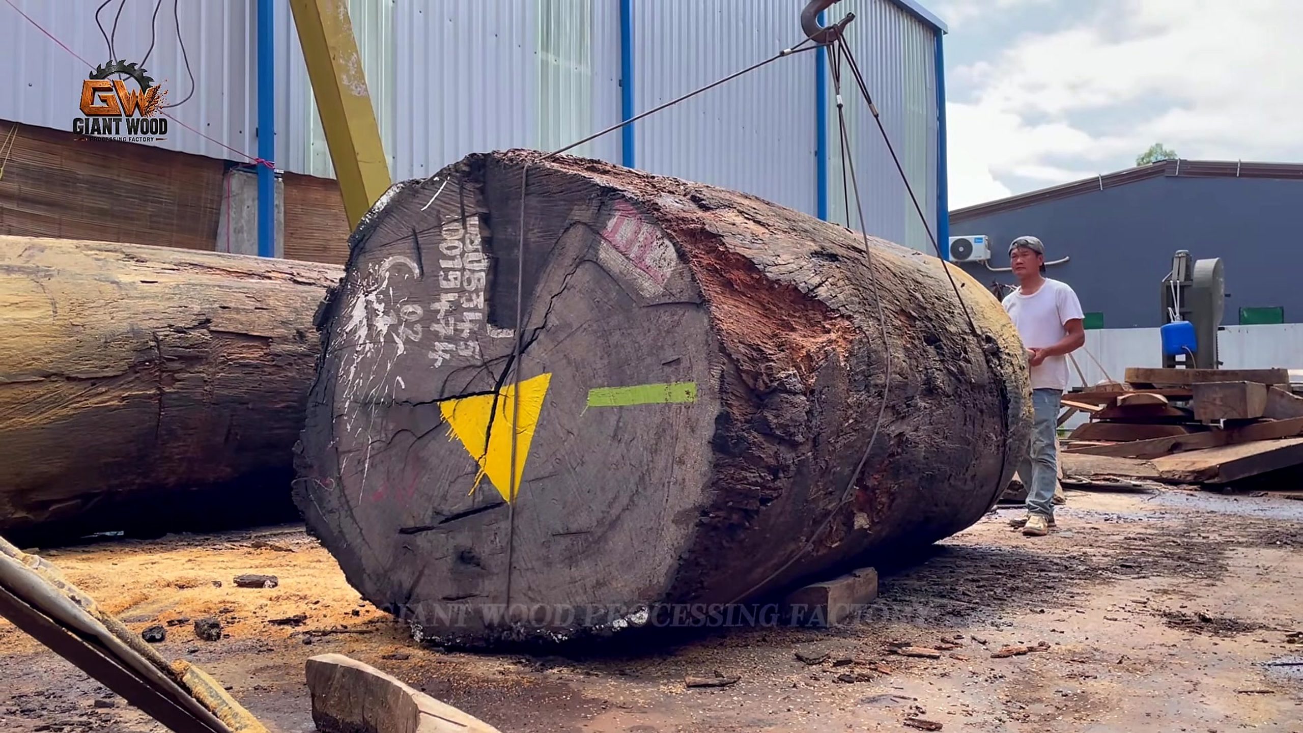 inside million wood factory giant log - marked oversized log at the intake and cut-planning stage