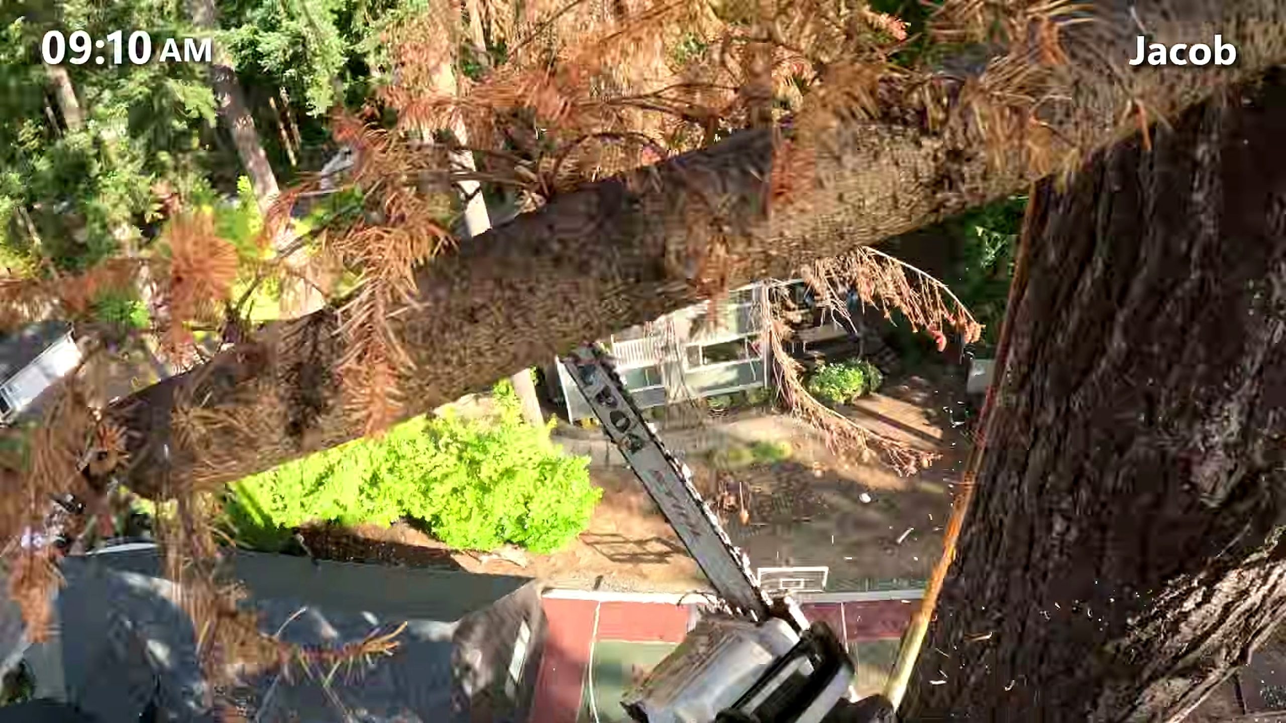 170 tall fir tree - the source video context before the main process is judged