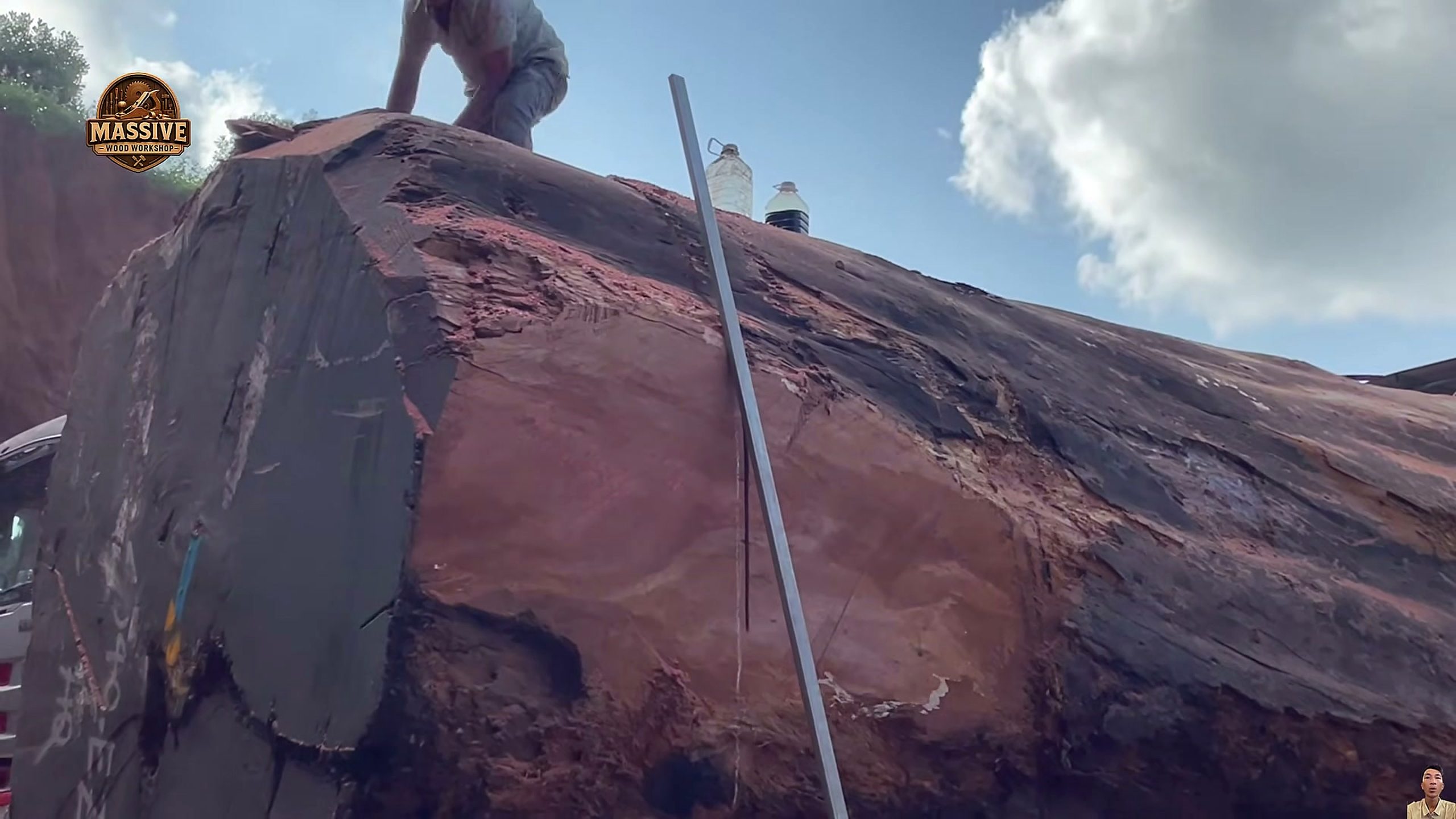 3000-year-old giant tree - the source video context before the main process is judged