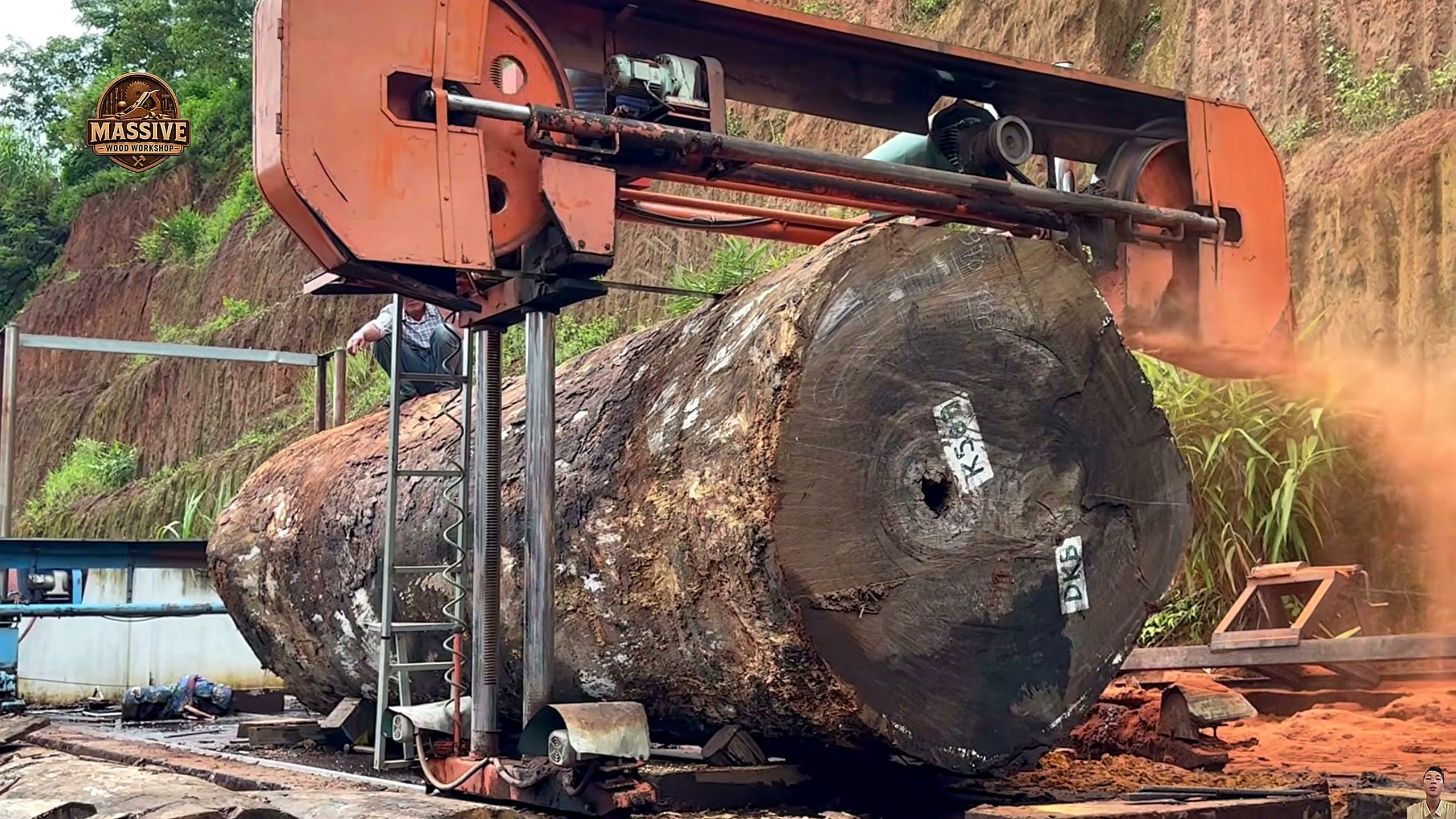 4000-year-old giant tree - the source video context before the main process is judged