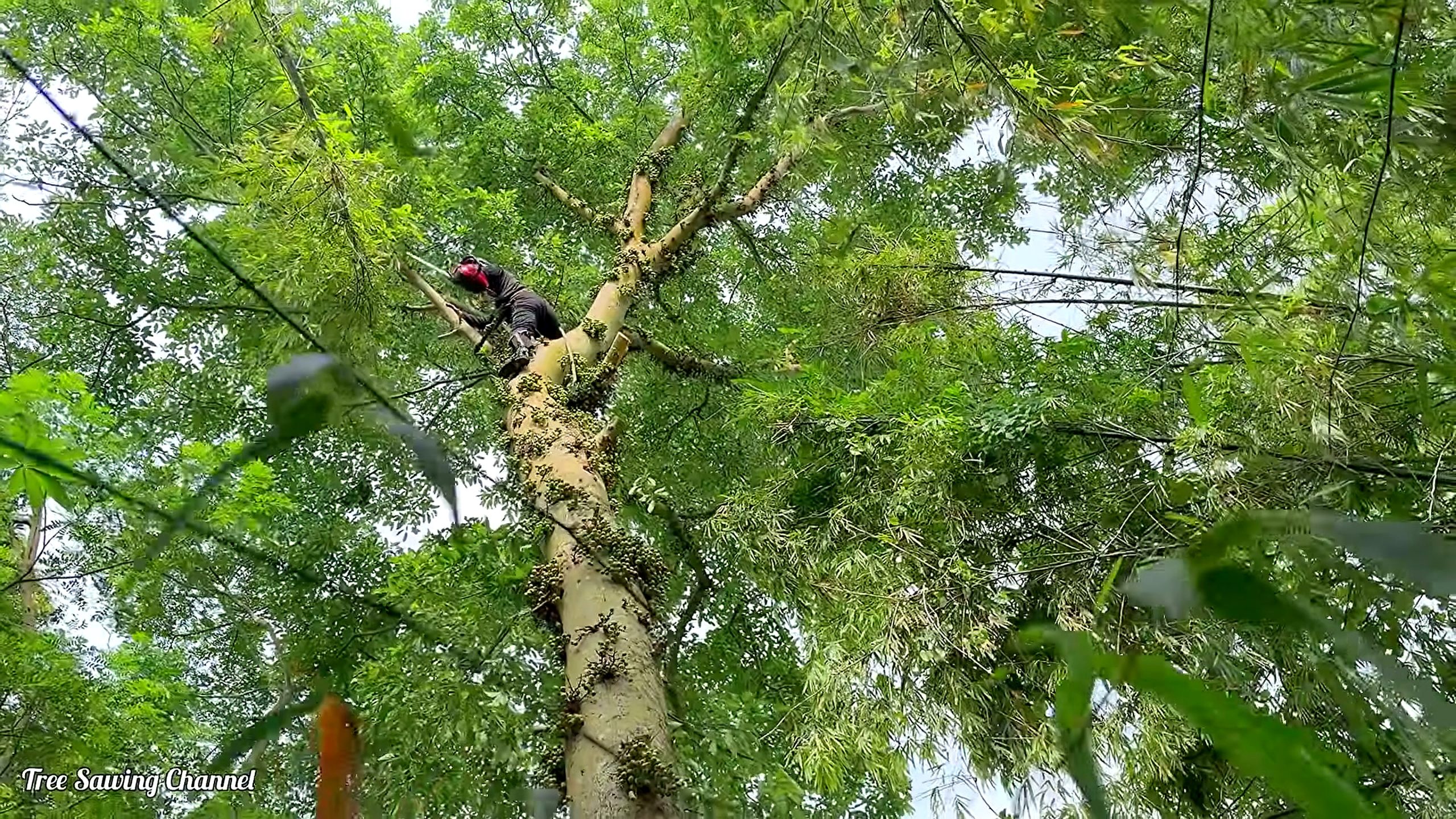 ancient fig tree - the main work stage that carries the video's practical lesson