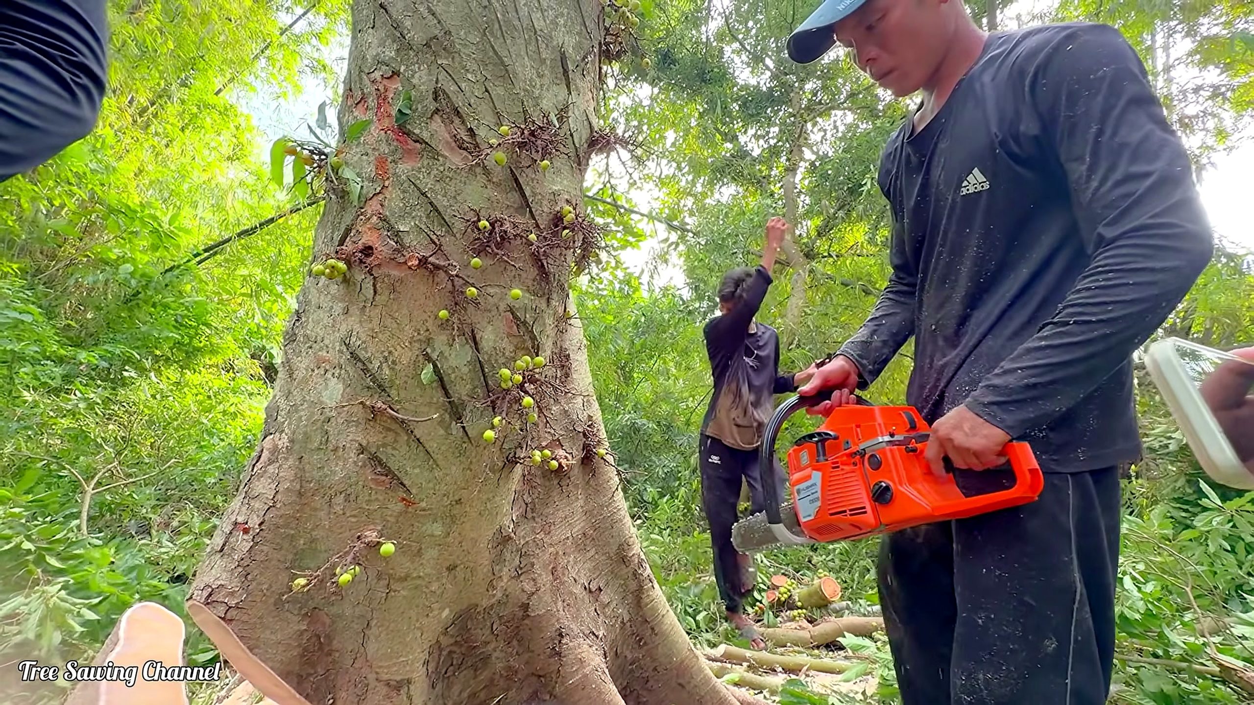 ancient fig tree - the later review stage where the result can be evaluated
