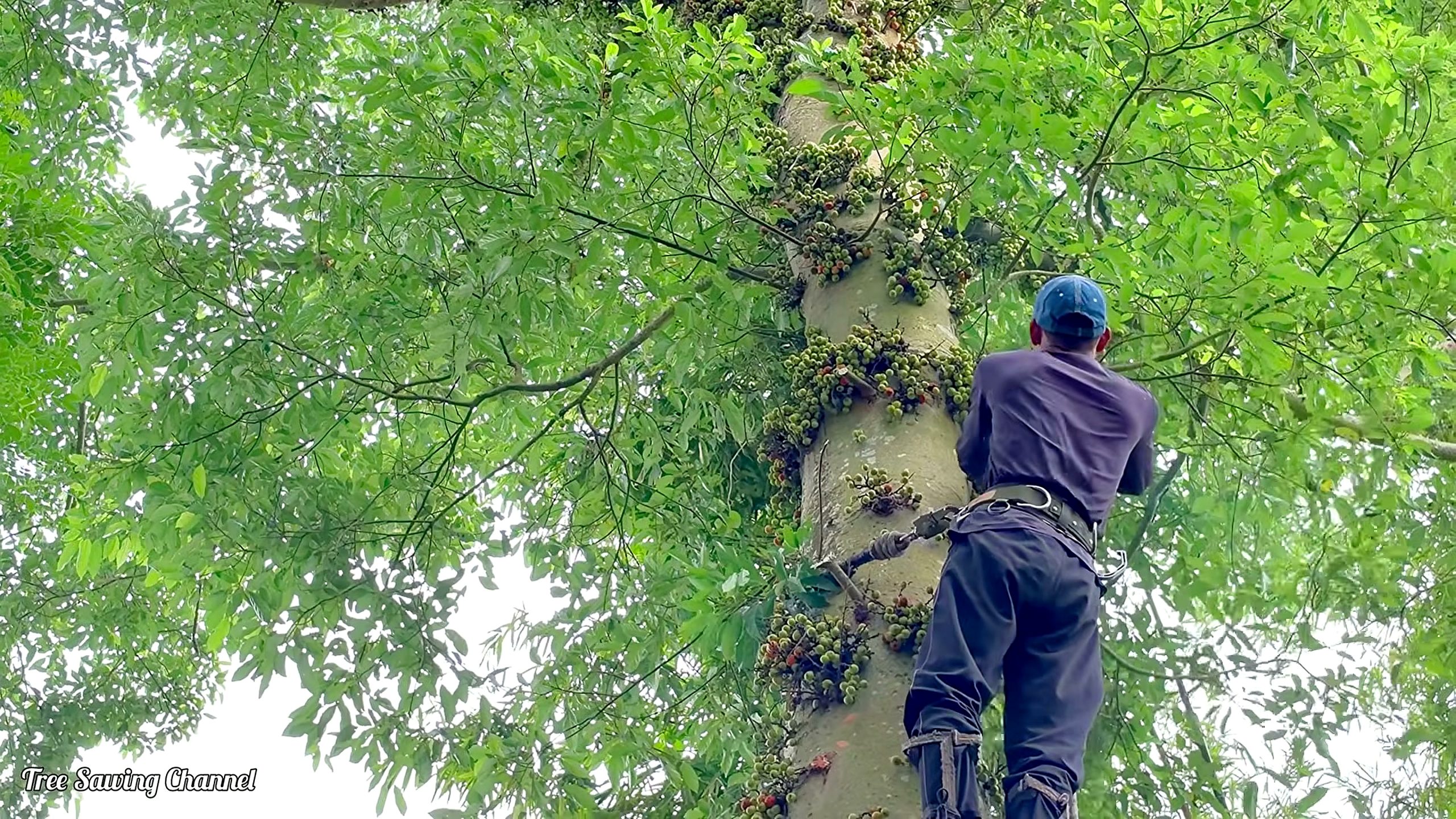 ancient fig tree - the setup or early workflow visible in the source video