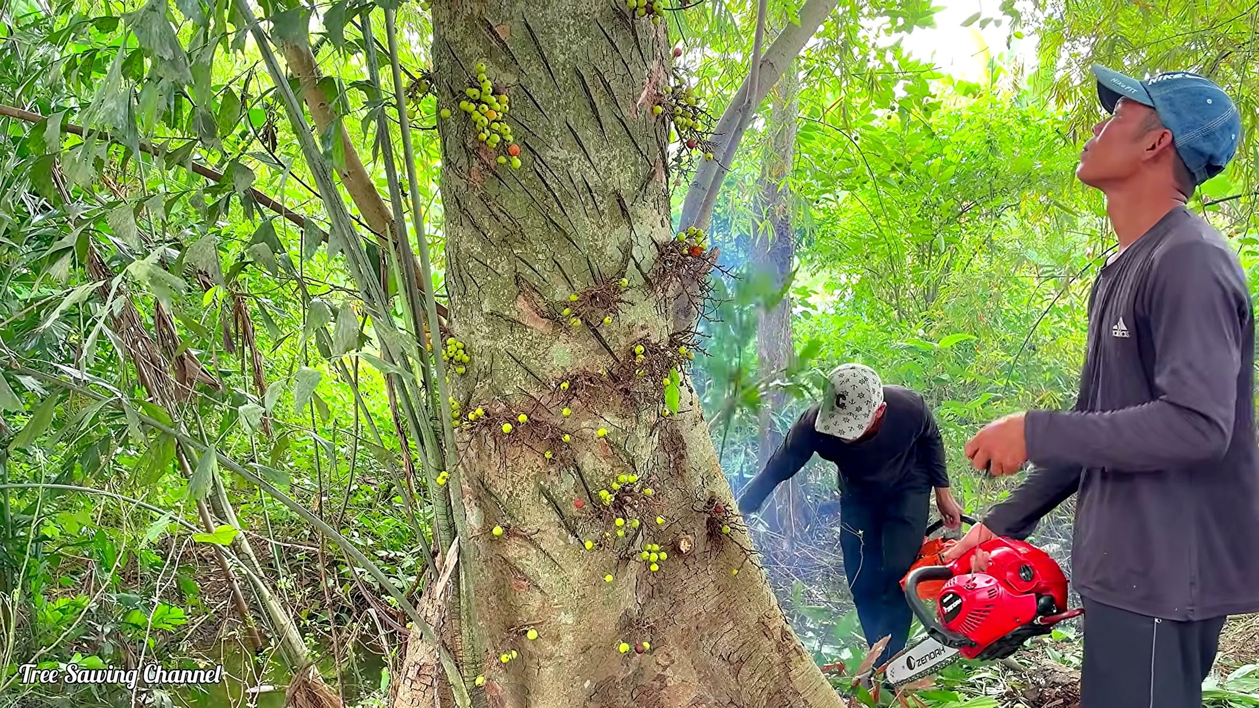 ancient fig tree - the source video context before the main process is judged