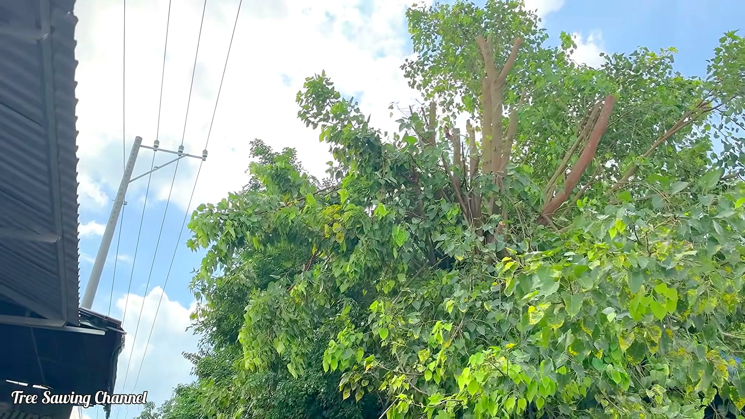 bodhi tree - a detail-check moment that helps readers inspect the process