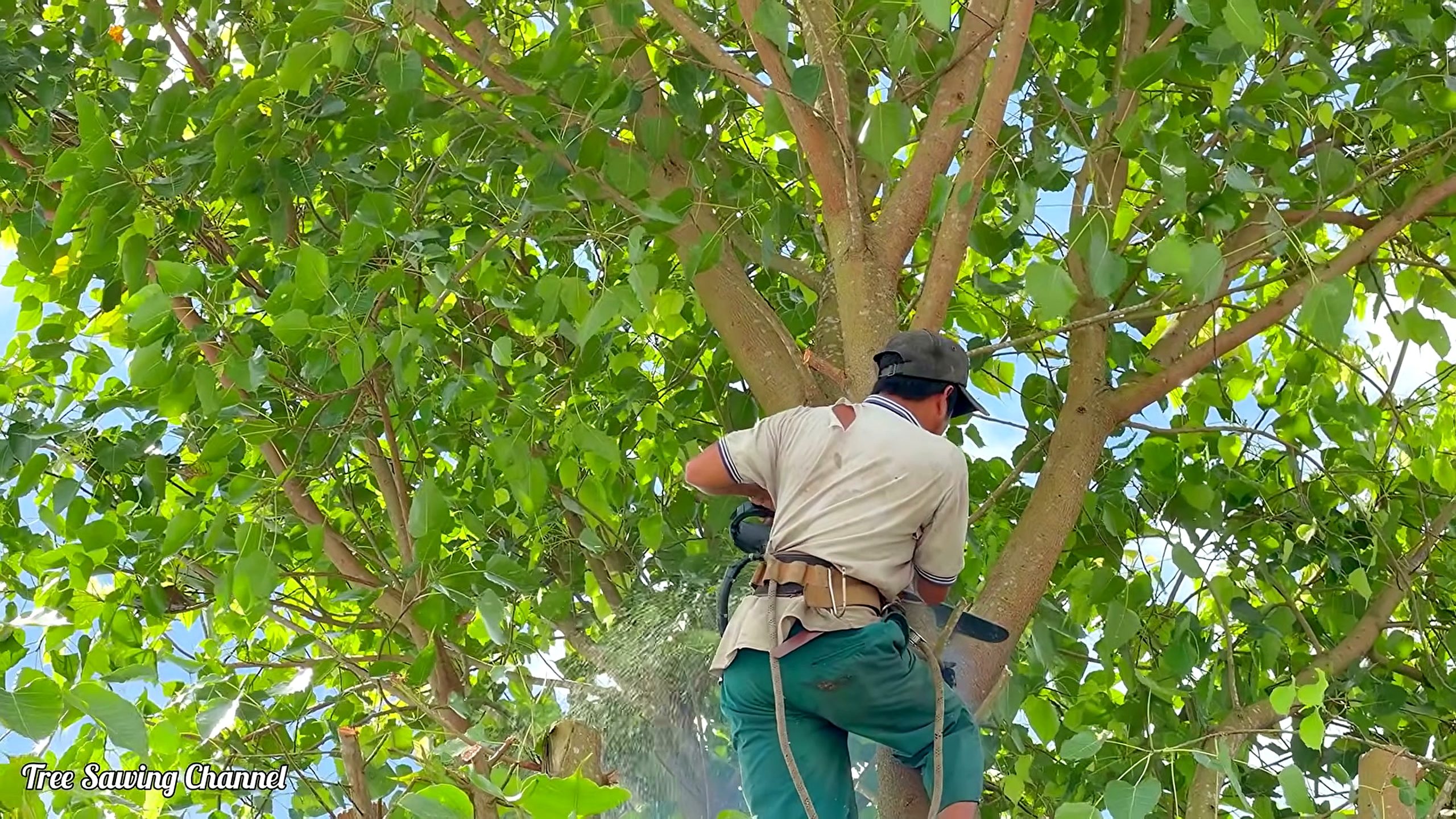 bodhi tree - the main work stage that carries the video's practical lesson
