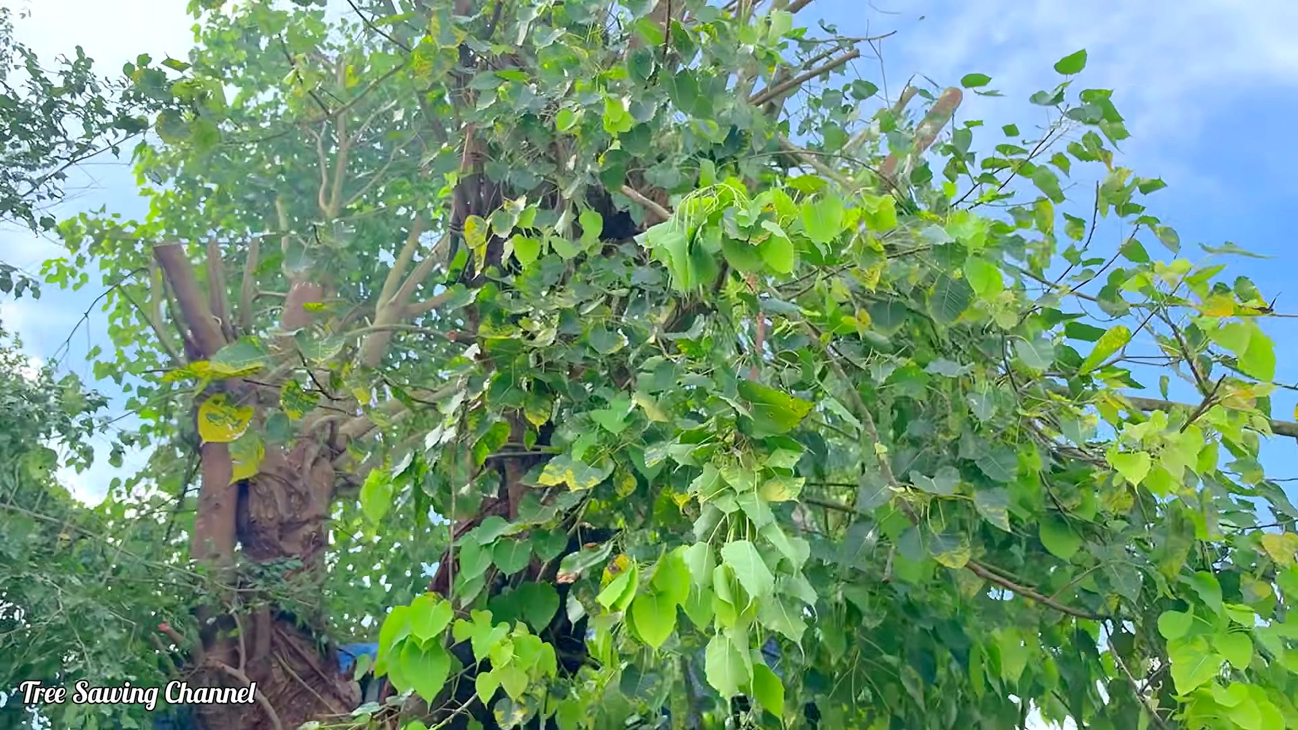 bodhi tree - the later review stage where the result can be evaluated