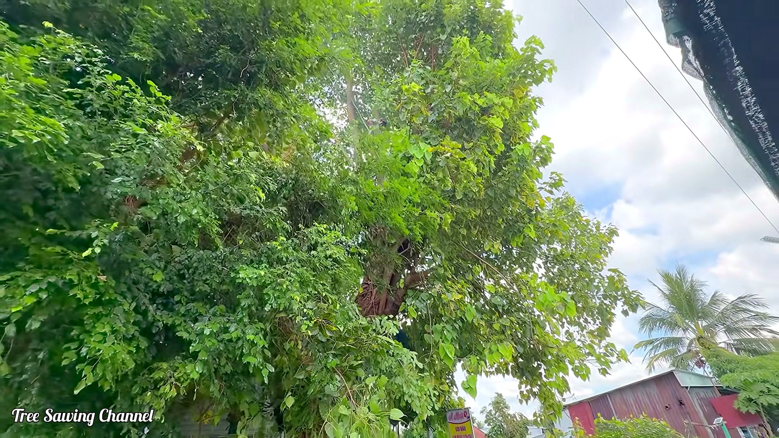 bodhi tree - the setup or early workflow visible in the source video