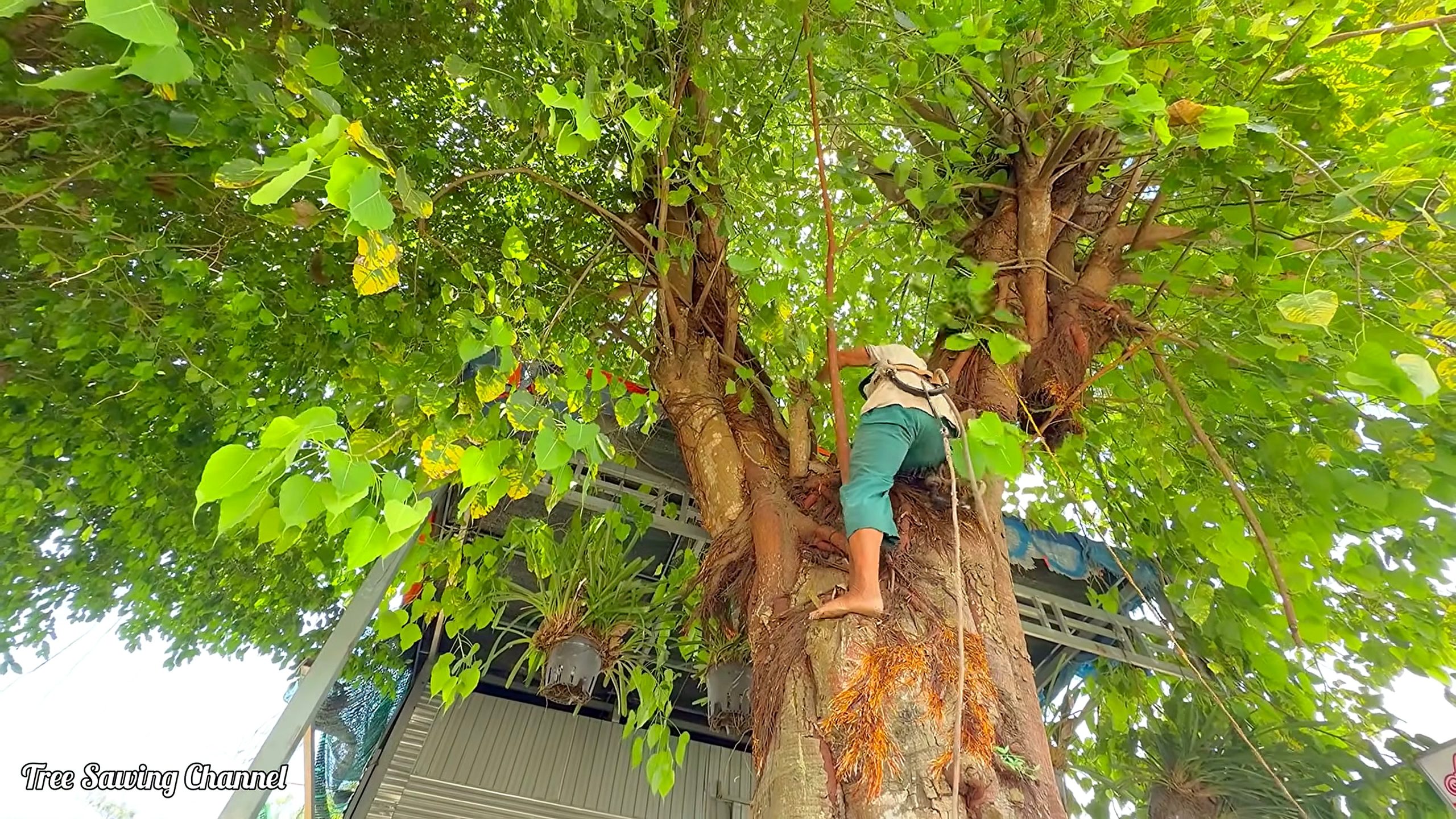 bodhi tree - the source video context before the main process is judged