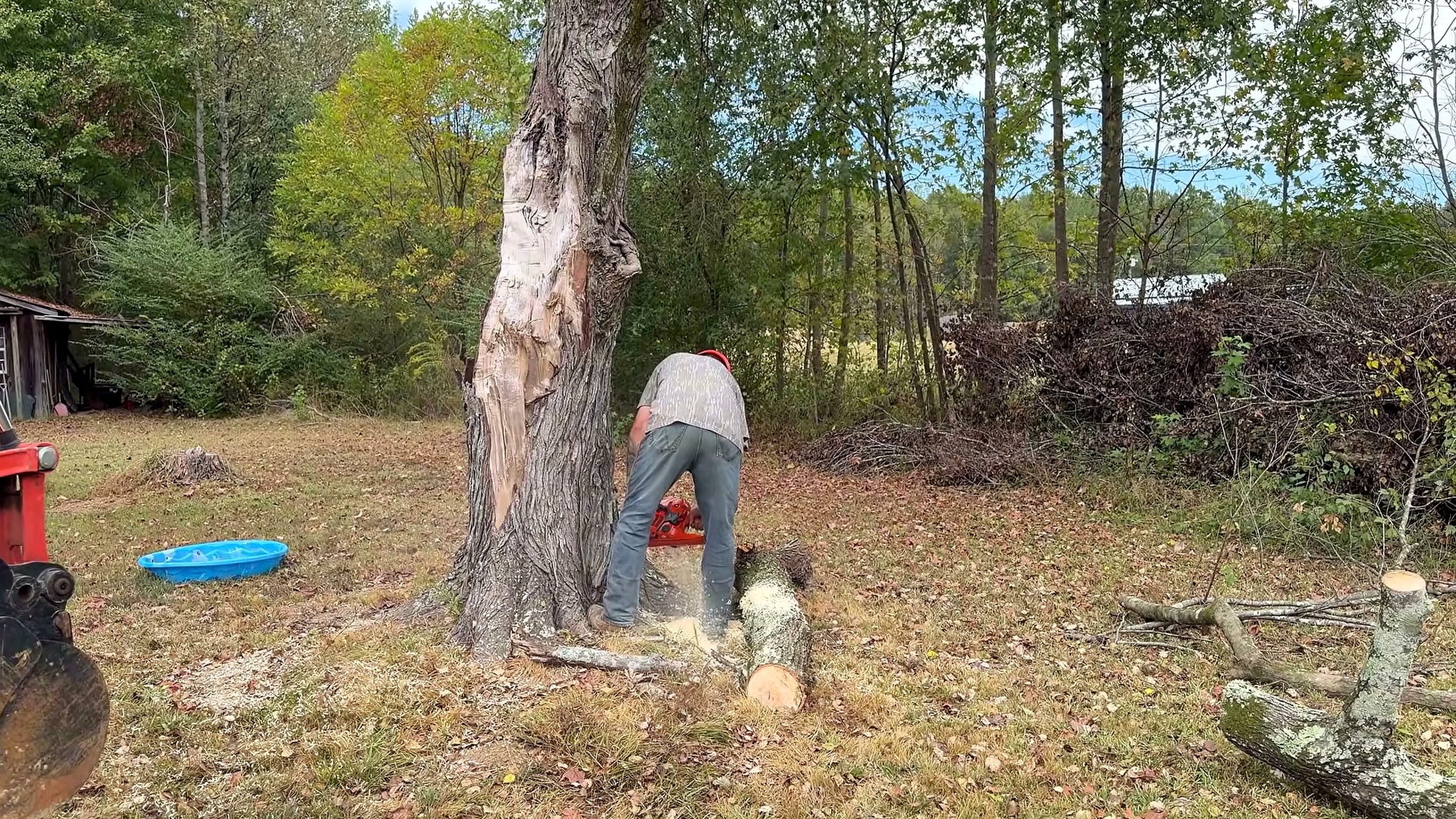 dangerous tree - a detail-check moment that helps readers inspect the process