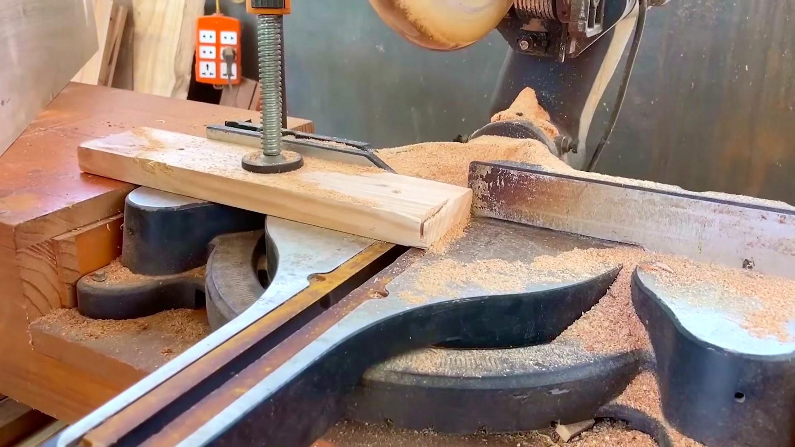 giant redwood tree - the source video context before the main process is judged