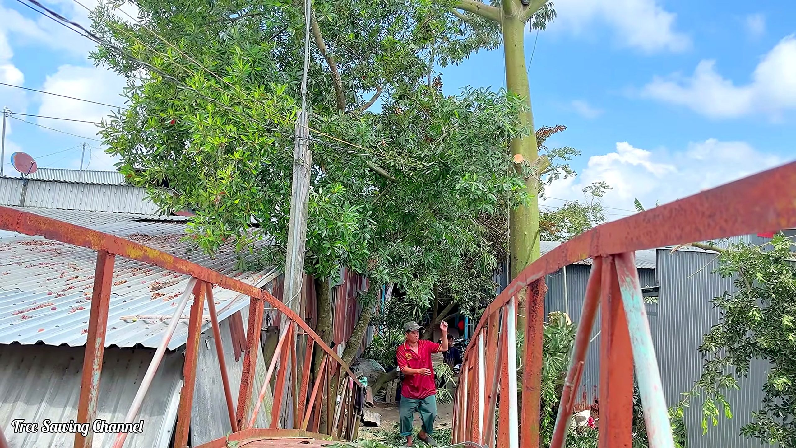giant silk cotton tree - a detail-check moment that helps readers inspect the process