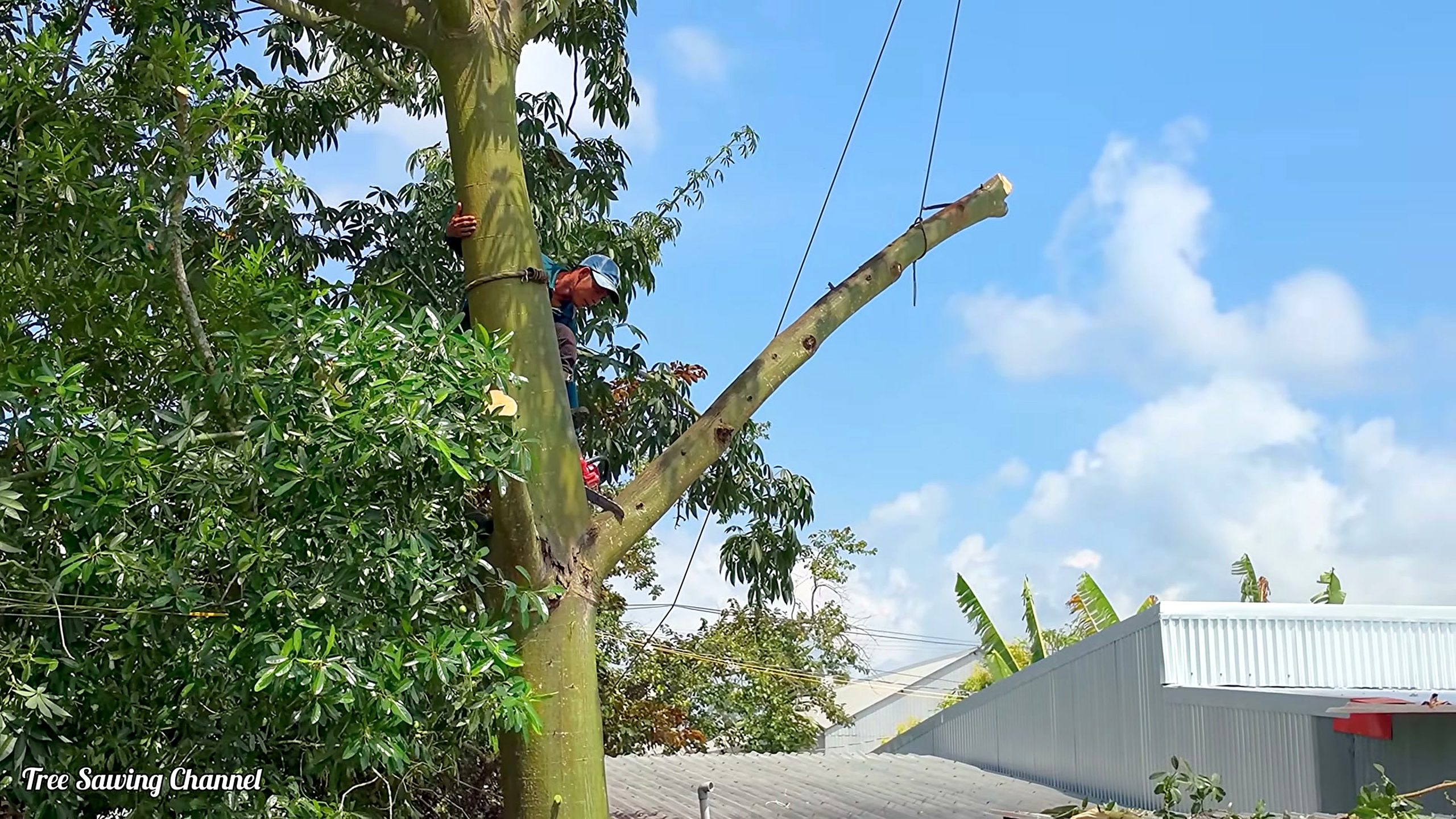 giant silk cotton tree - the main work stage that carries the video's practical lesson
