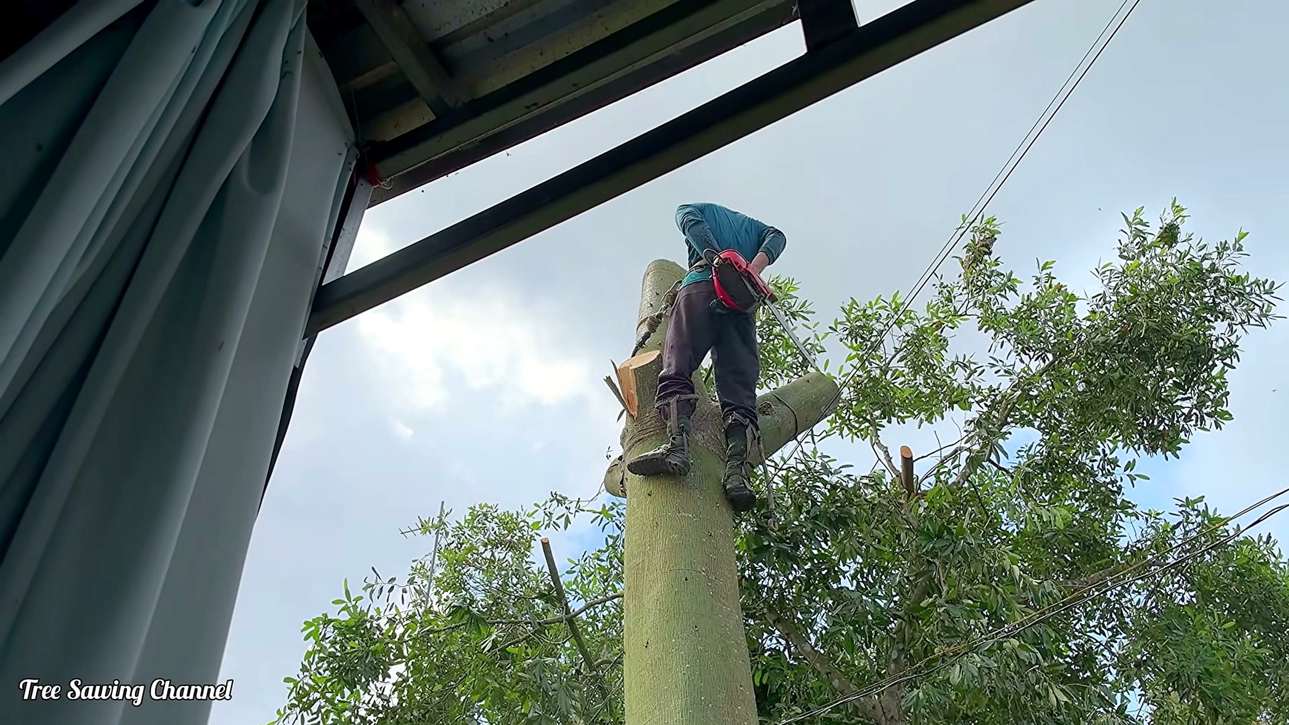 giant silk cotton tree - the later review stage where the result can be evaluated
