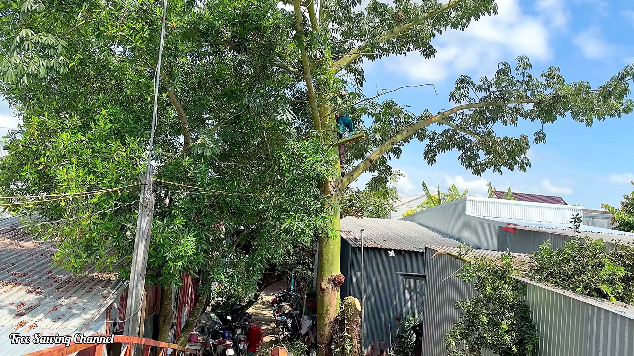 giant silk cotton tree - the setup or early workflow visible in the source video