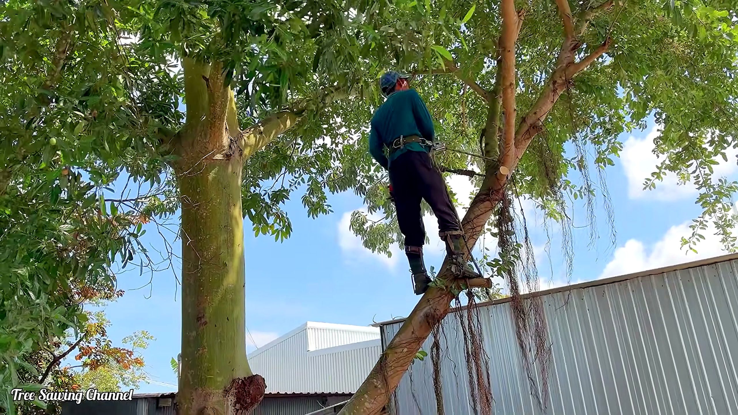 giant silk cotton tree - the source video context before the main process is judged
