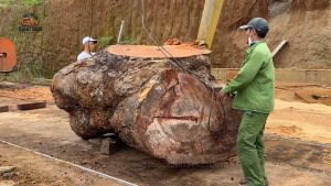 Giant Timber Process: The Day It Stole the Spotlight