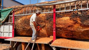 Hidden Giant Trunk Grain: 7 Sawmill Reading Lessons