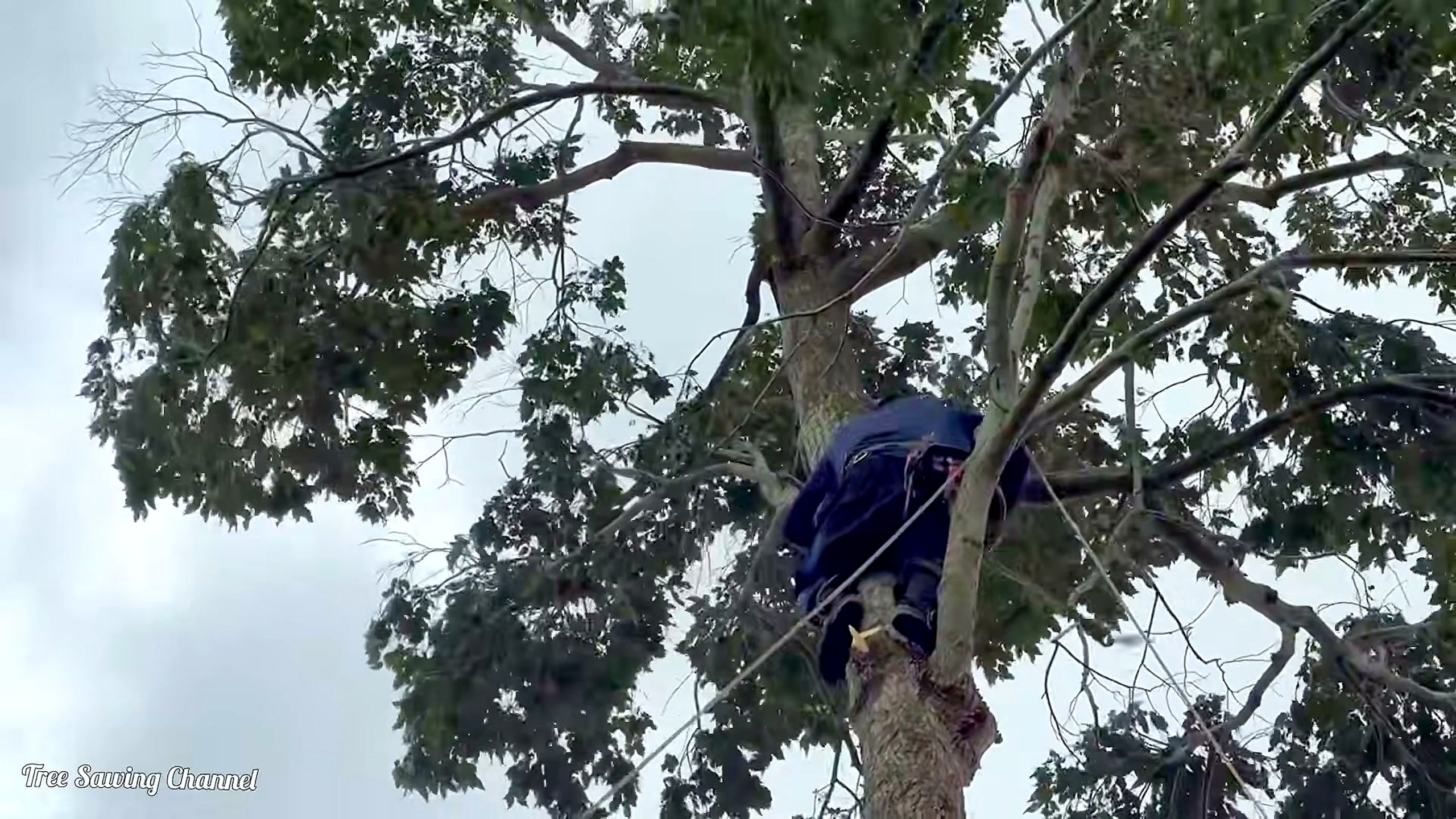 hopea tree - active sawmill breakdown and primary cutting pass