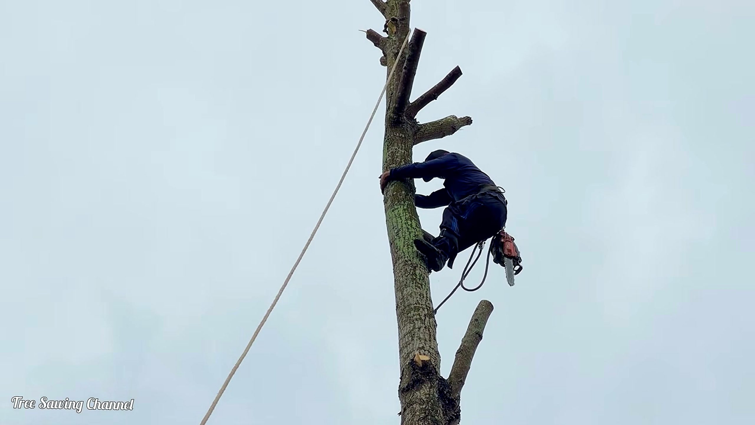 hopea tree - final lumber yield and inspection stage
